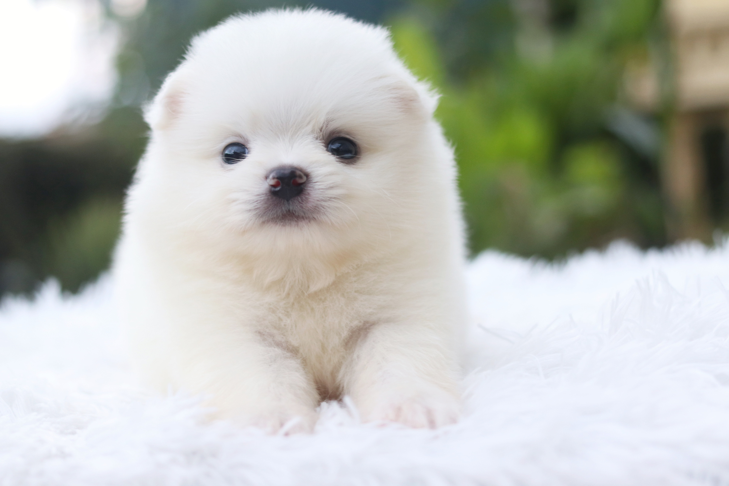 ปอมเมอเรเนียน เพศผู้ สีขาวครีม