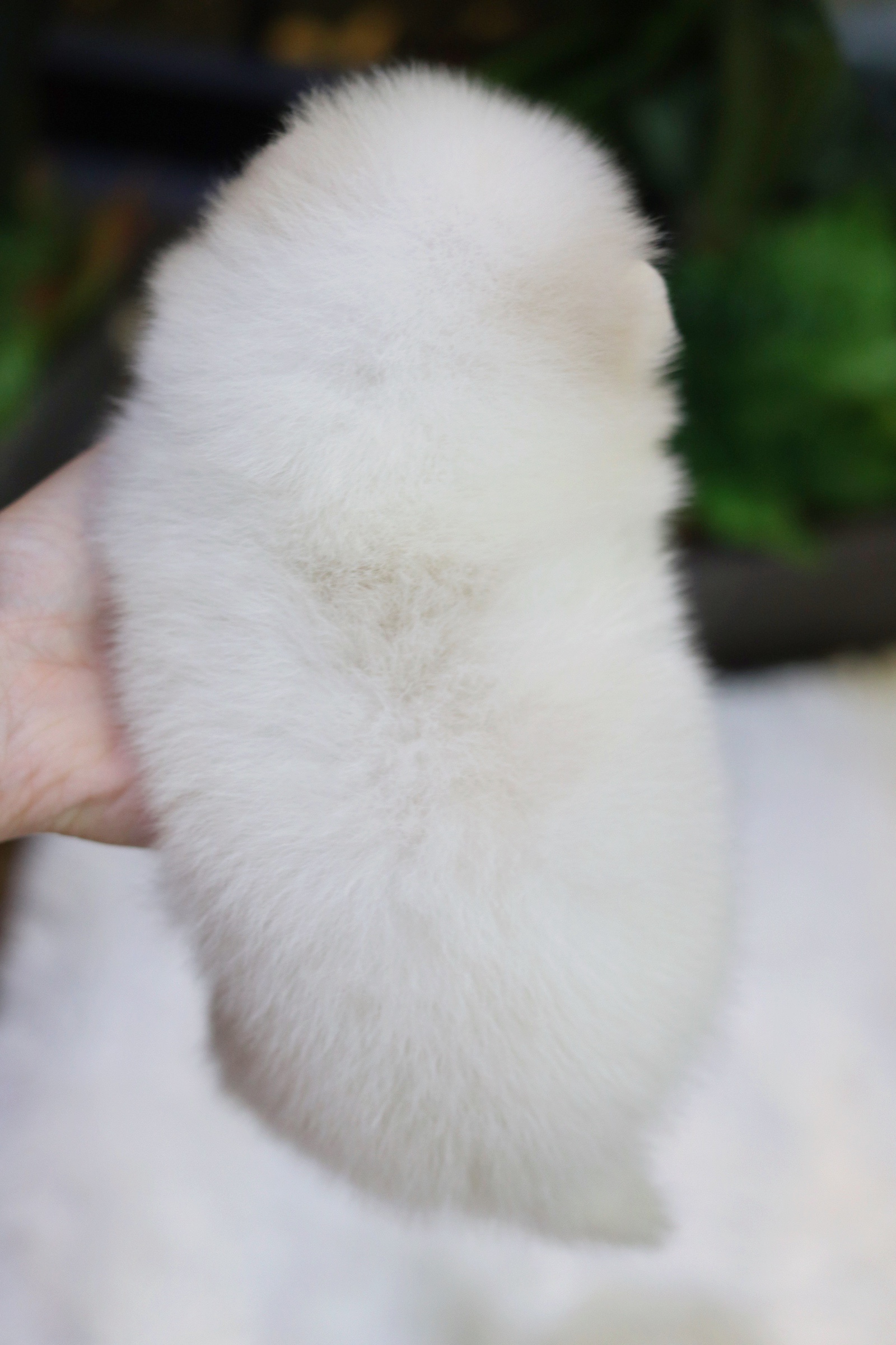 ปอมเมอเรเนียน เพศเมียสีขาวครีม