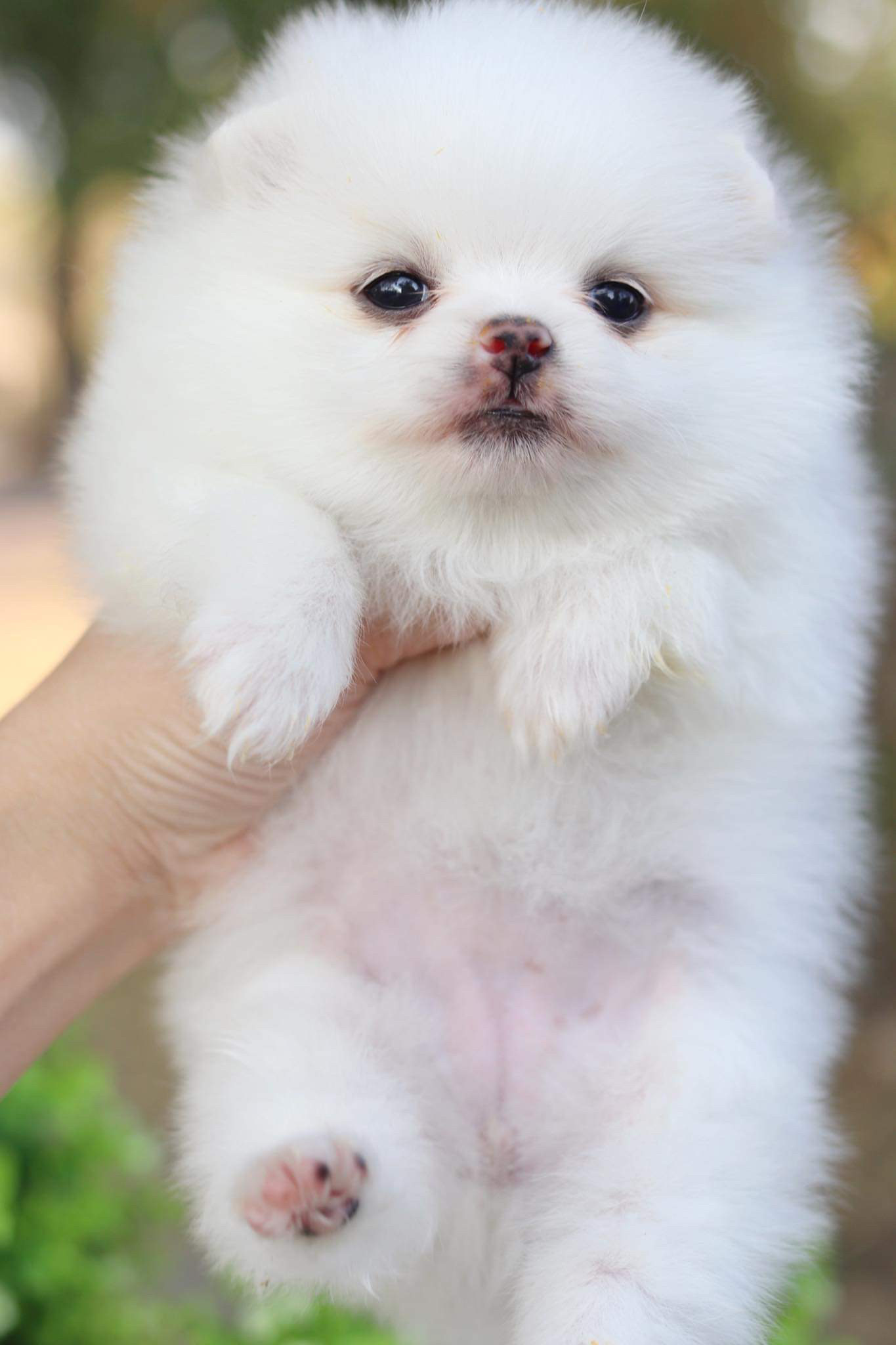 ปอมเมอเรเนียน เพศเมีย