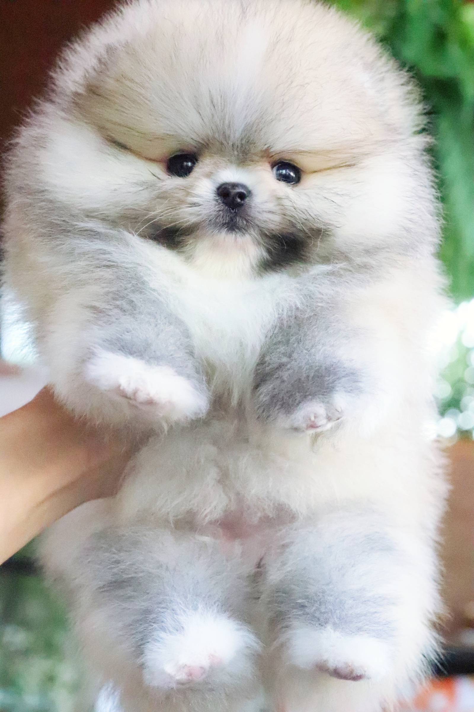 ปอมเมอเรเนียน เพศเมียสีส้ม เกรดโชว์