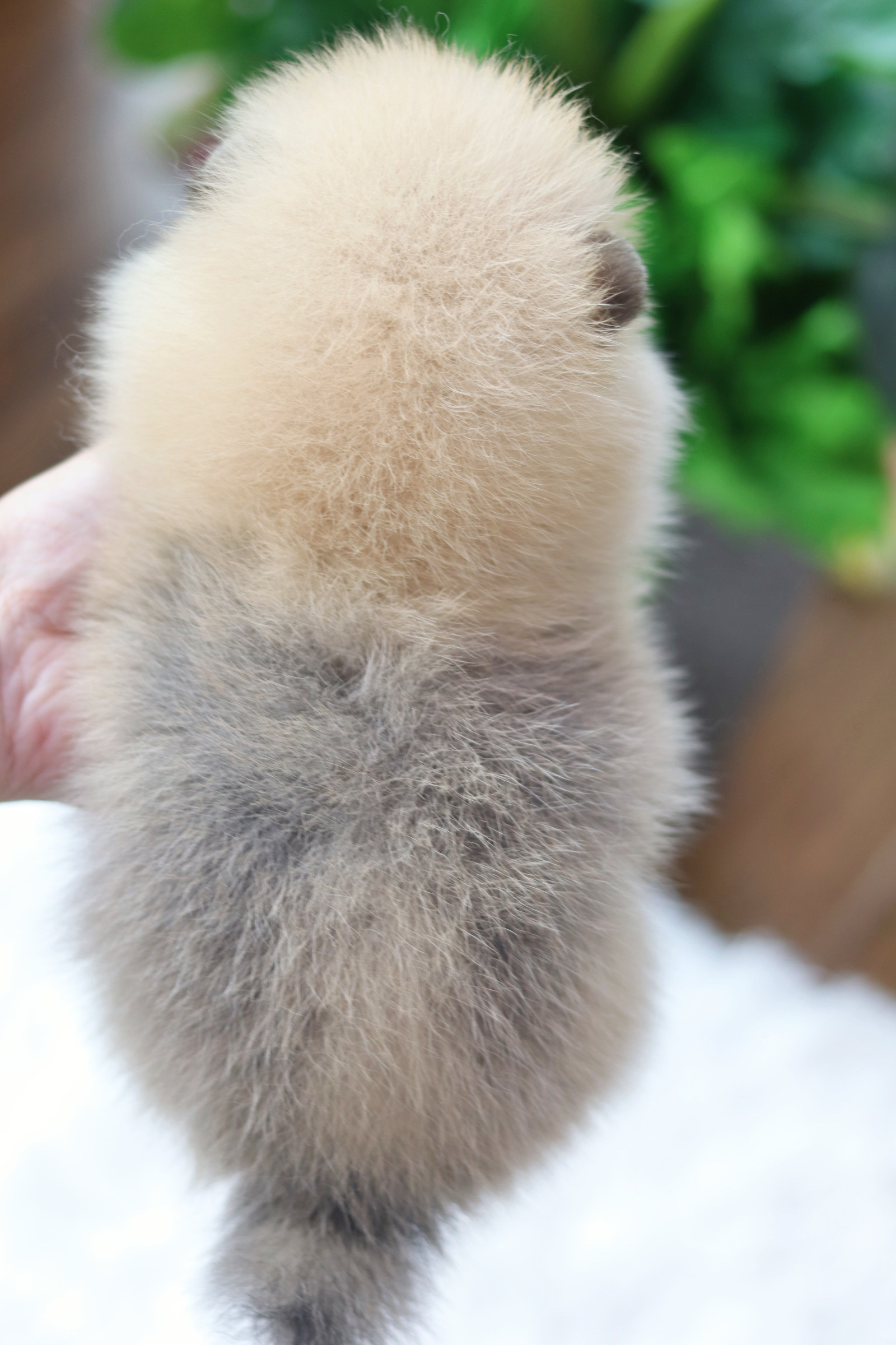 ปอมเมอเรเนียน เพศผู้สีส้ม ไซส์เล็ก