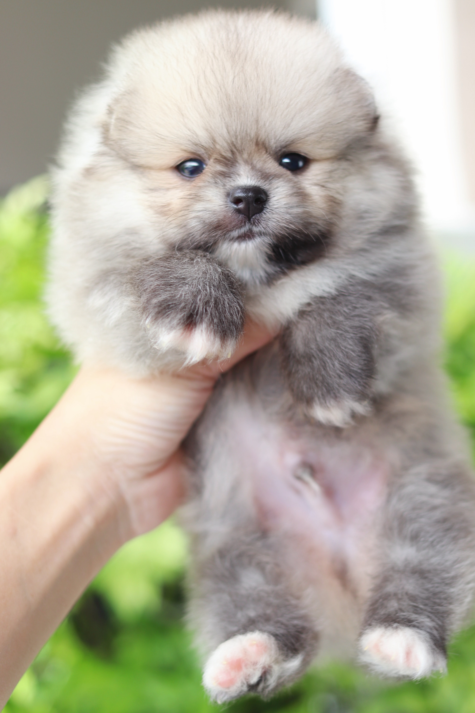 ปอมเมอเรเนียน เพศผู้สีส้ม เกรดโชว์