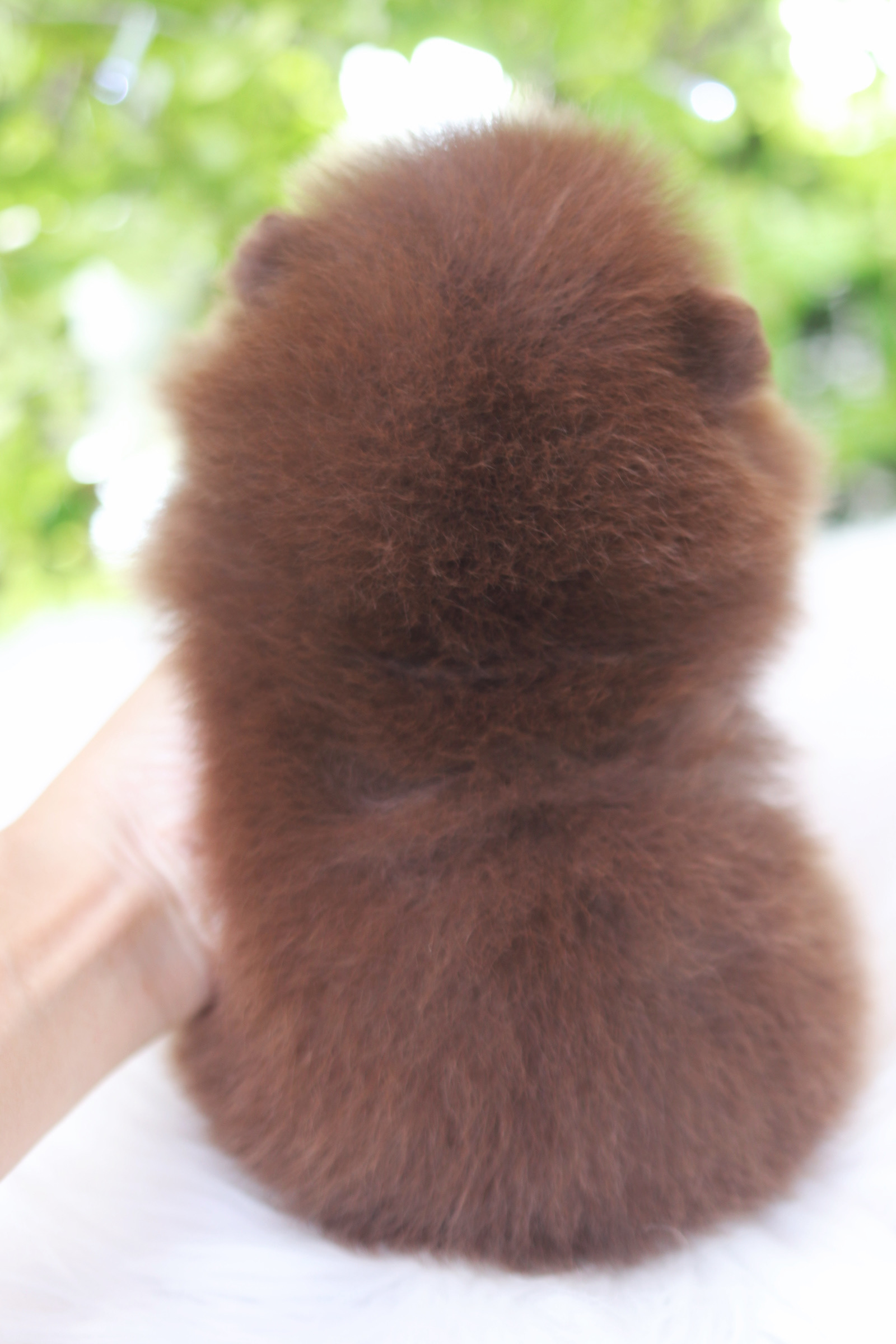 ปอมเมอเรเนียน เพศผู้สีช็อคแทน เกรดโชว์