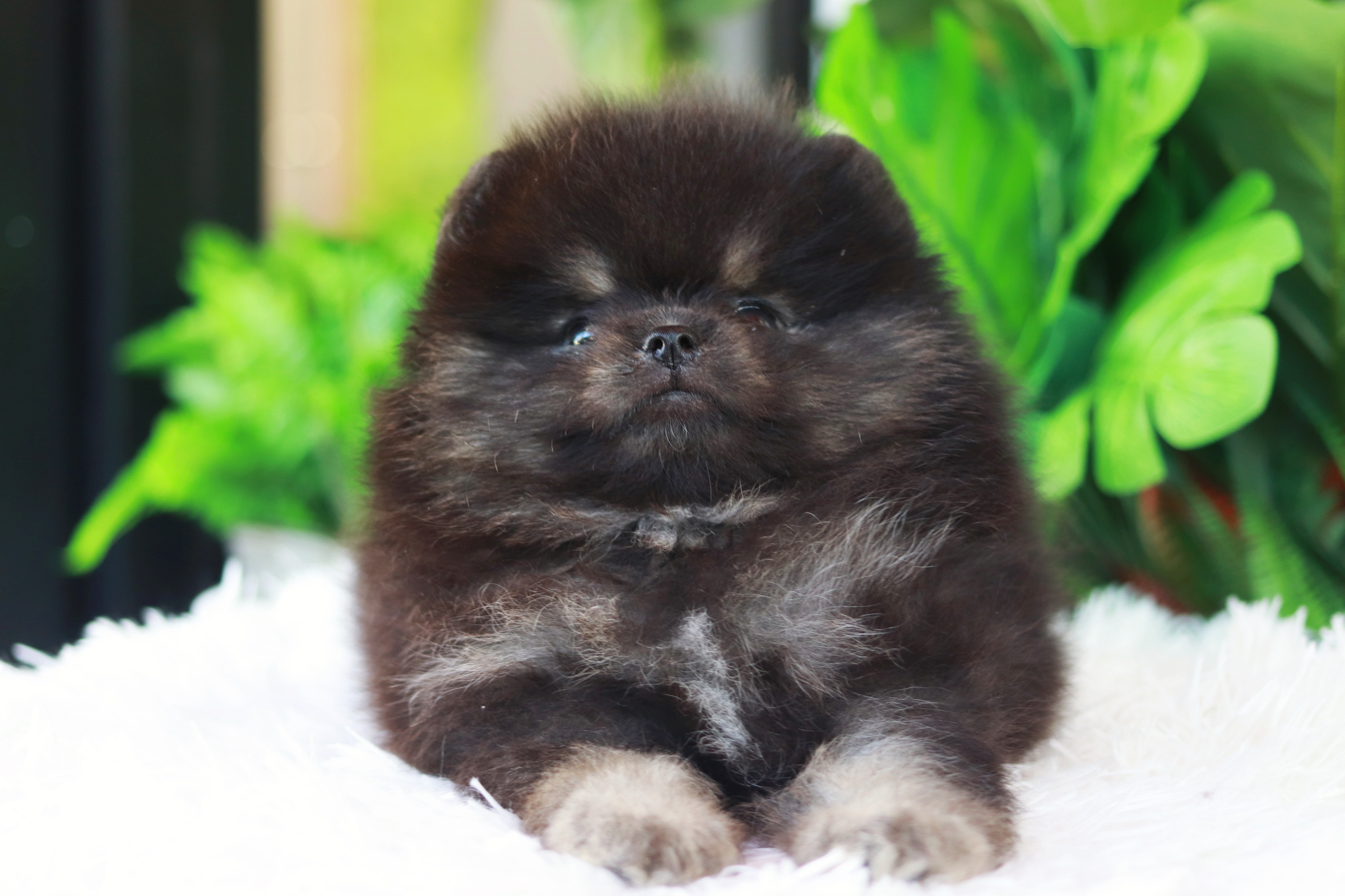 ปอมเมอเรเนียน เพศผู้ แบล็คแทน เกรดโชว์