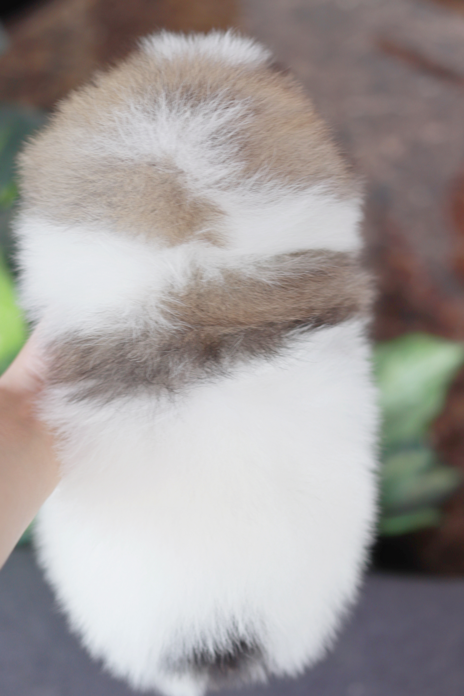 ปอมเมอเรเนียน เพศเมีย