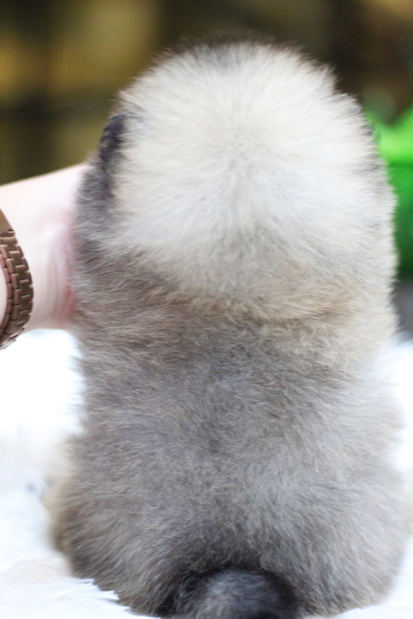 ปอมเมอเรเนียน เพศเมีย