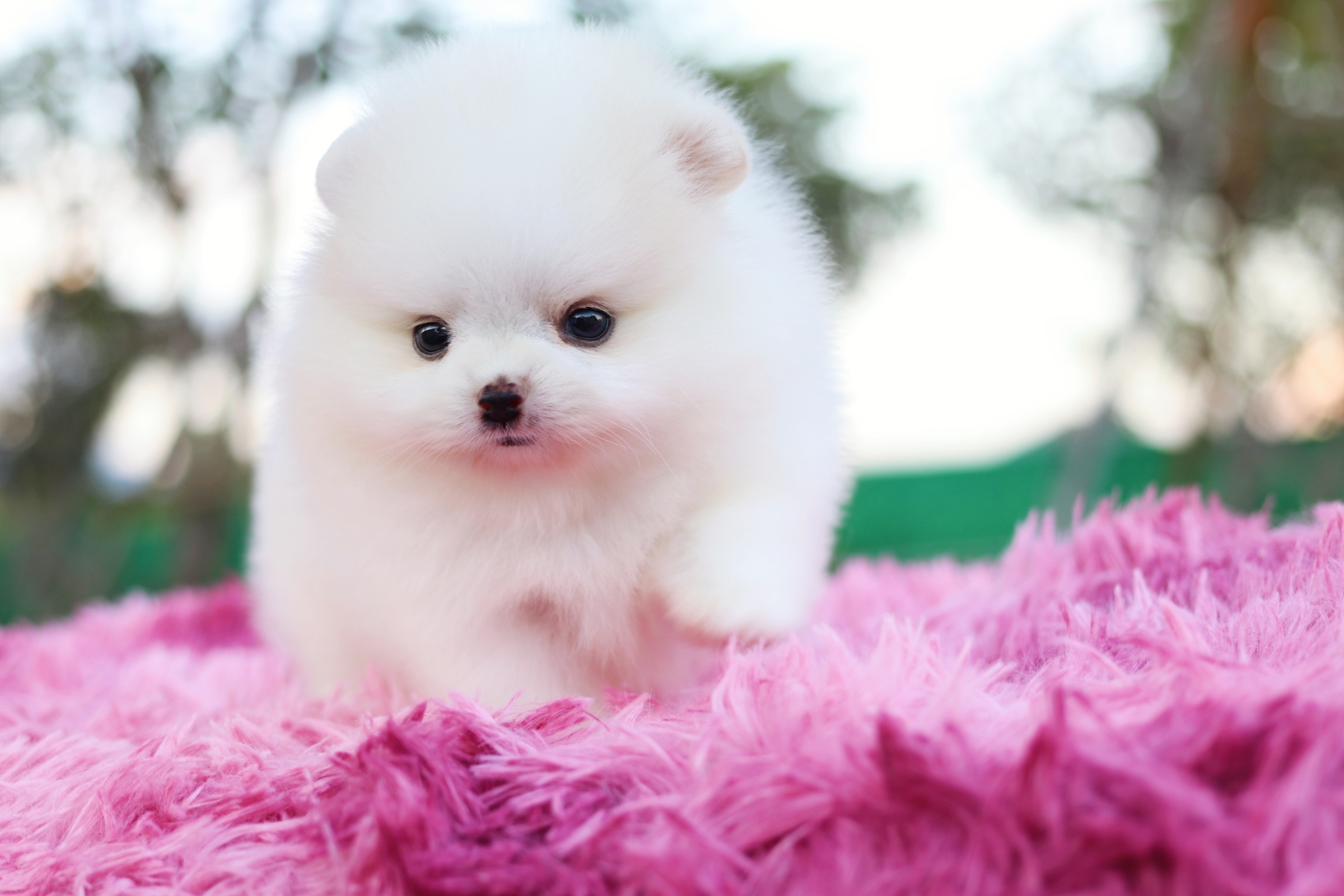 ปอมเมอเรเนียน เพศผู้ สีขาวครีม เกรดโชว์