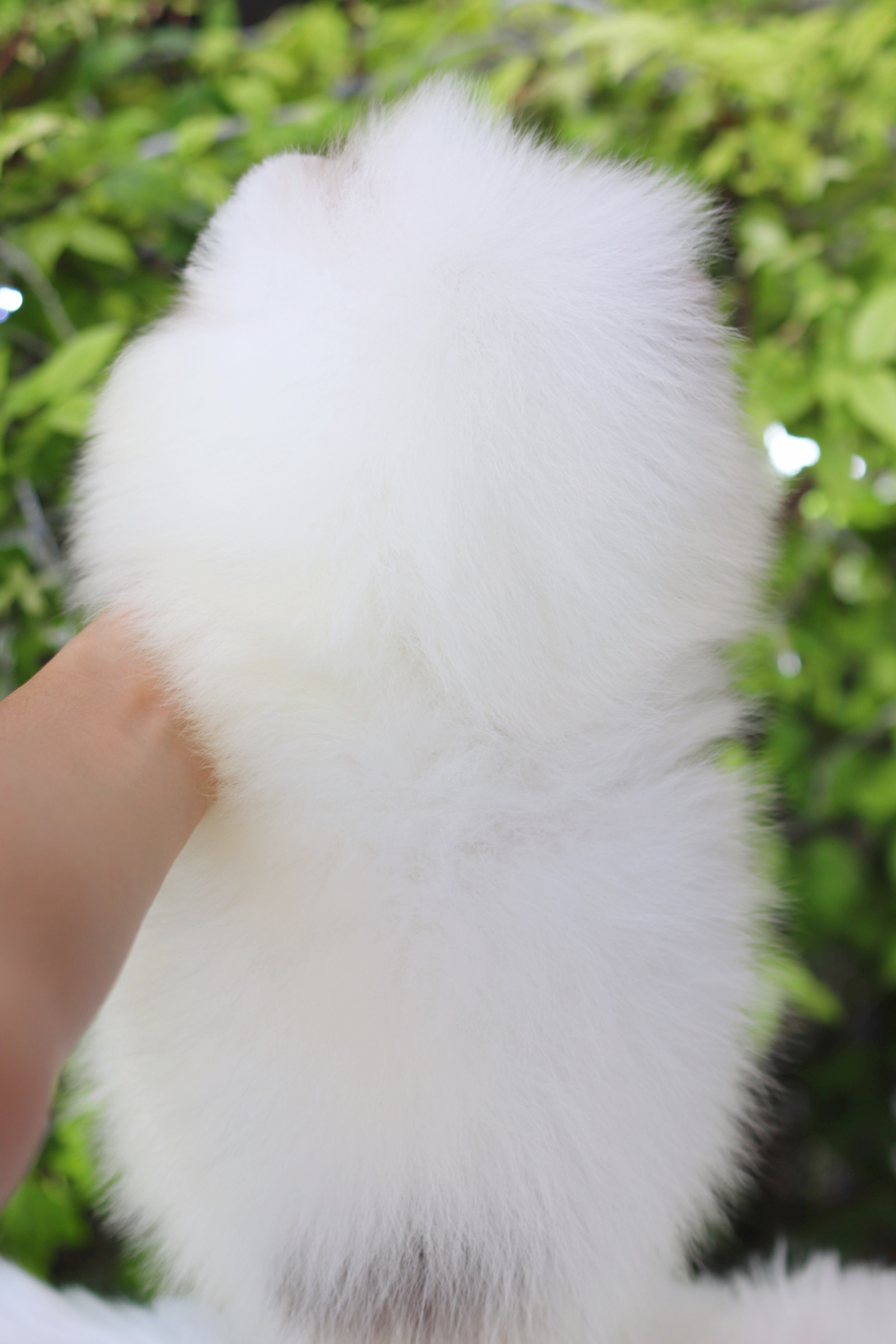 ปอมเมอเรเนียน เพศผู้สีแฟนซี