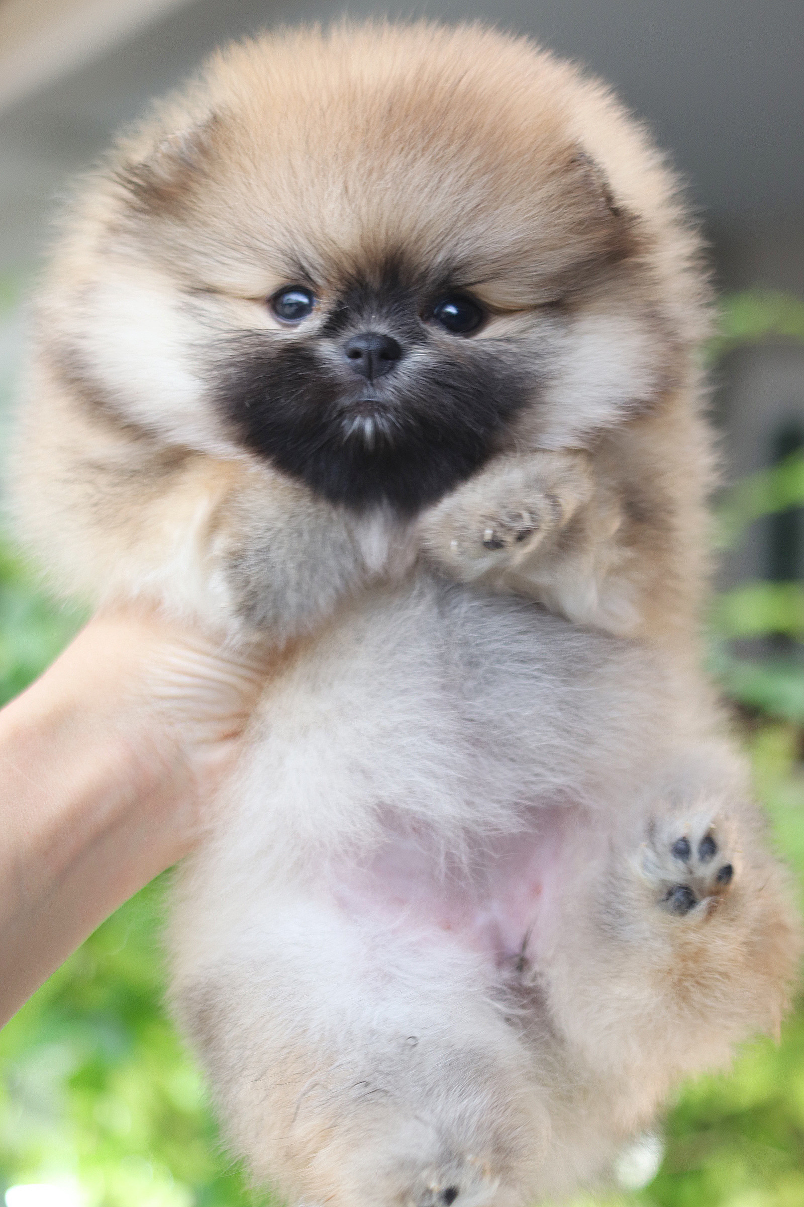 ปอมเมอเรเนียน เพศเมียสีส้ม เกรดโชว์