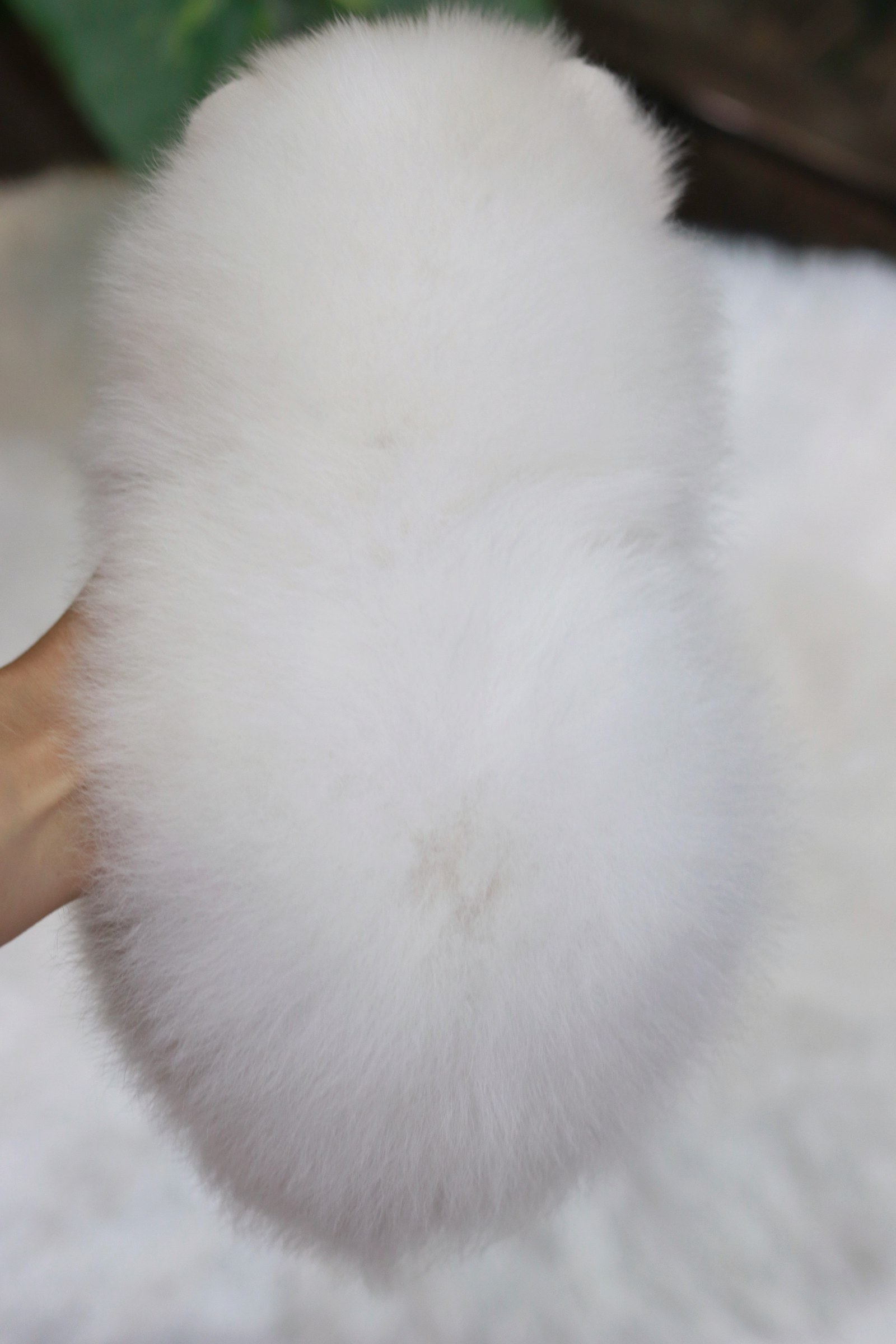 ปอมเมอเรเนียน เพศผู้ หน้าฟ็อก