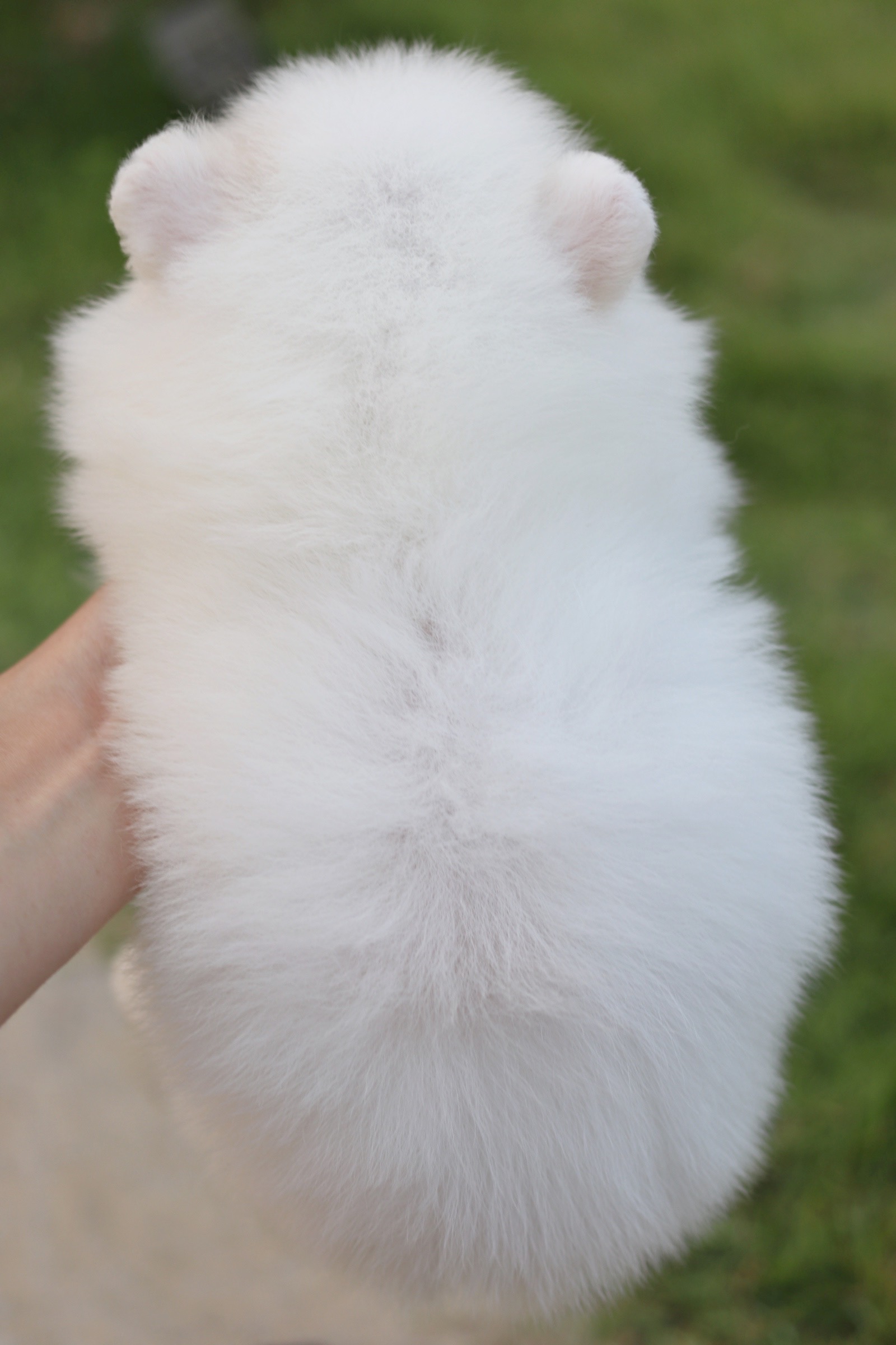 ปอมเมอเรเนียน เพศเมียสีขาว