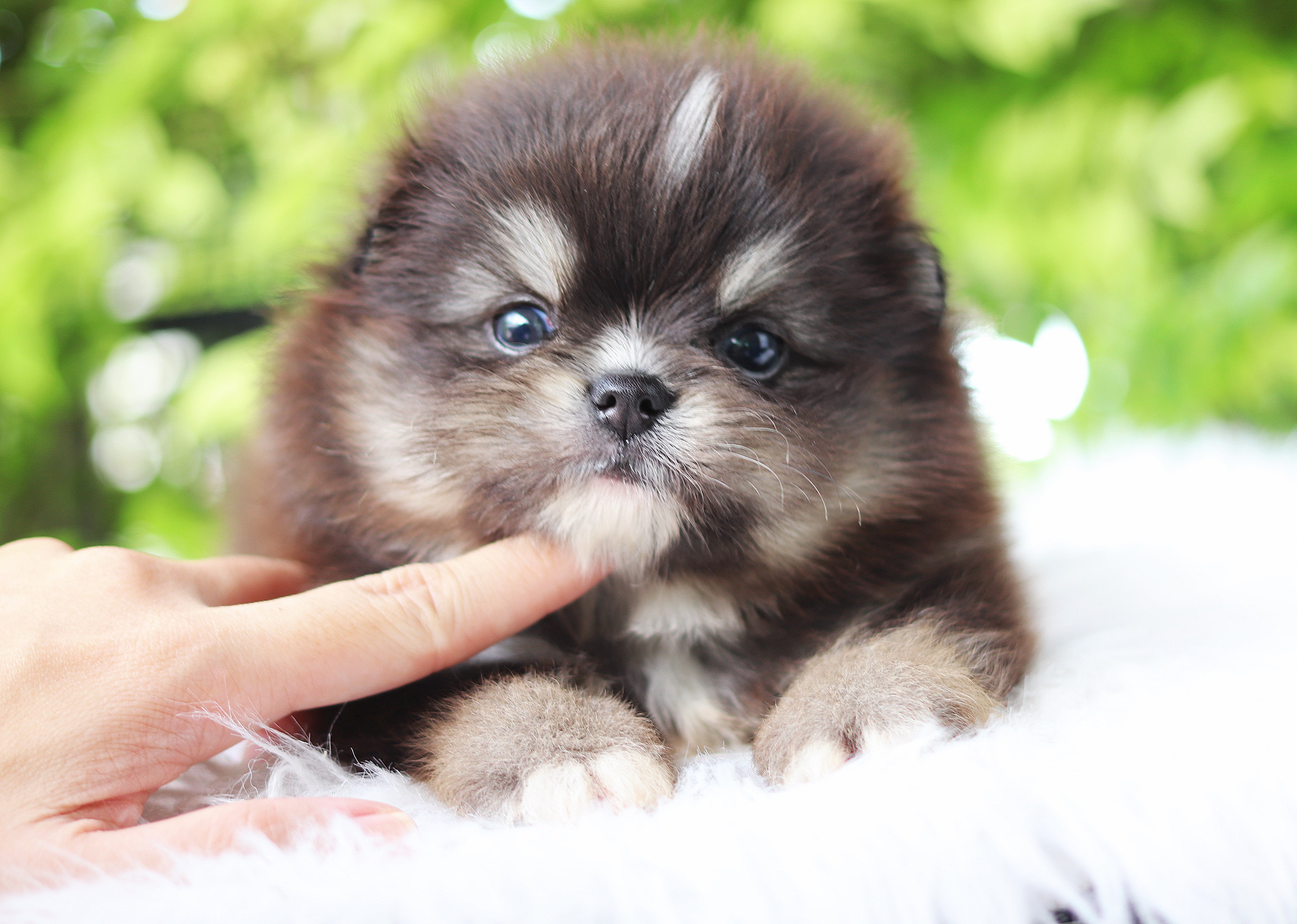 ปอมเมอเรเนียน เพศเมียสีแบล็คแทน เกรดโชว์