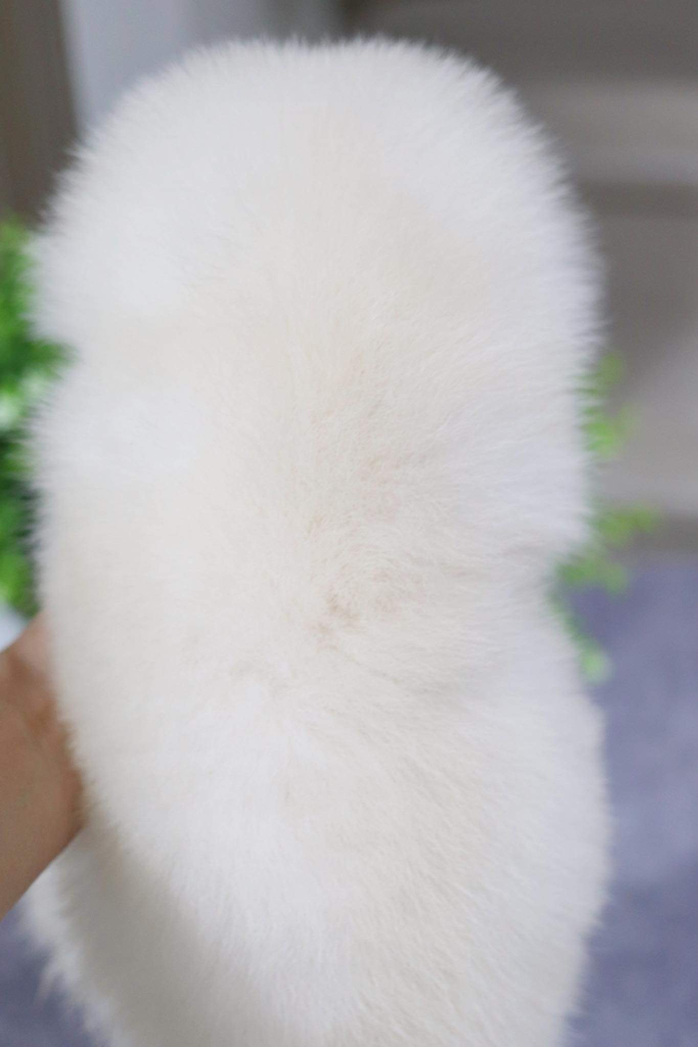 ปอมเมอเรเนียน เพศผู้