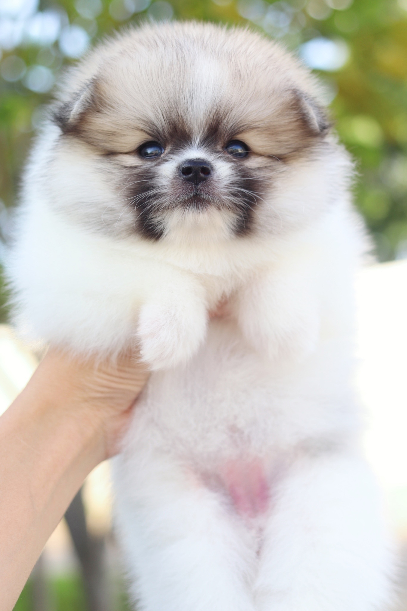 ปอมเมอเรเนียน เพศเมียสีแฟนซี