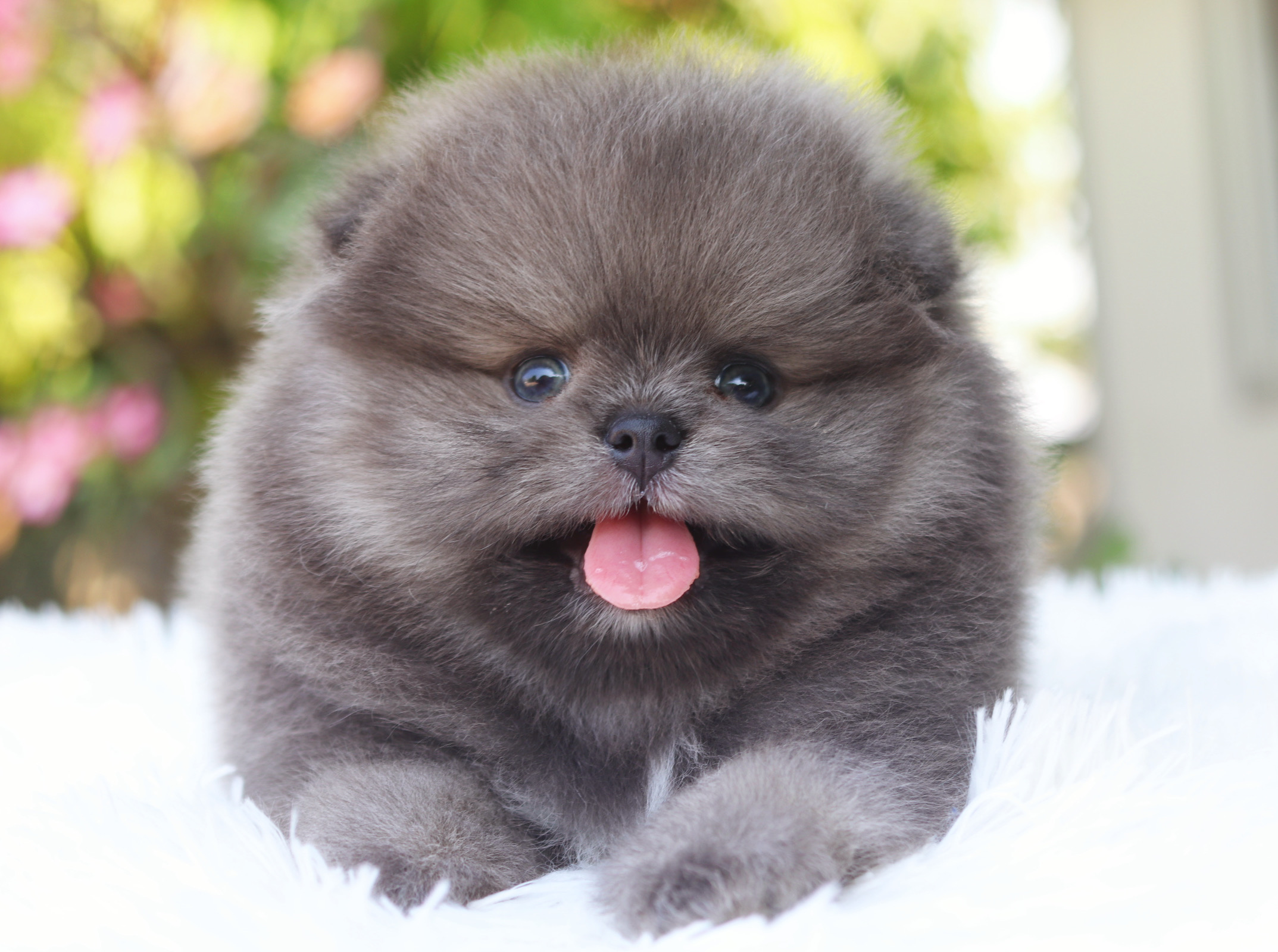 ปอมเมอเรเนียน เพศผู้ สีบลู