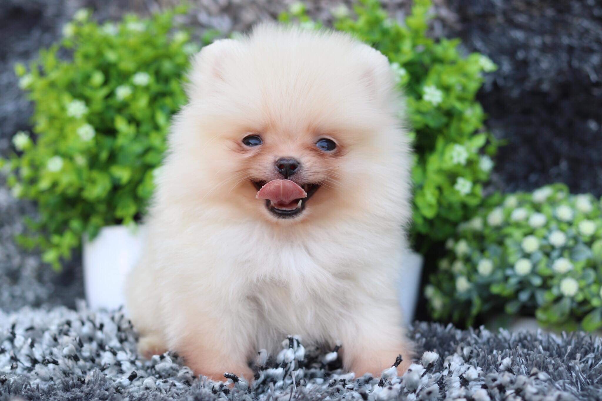 ปอมเมอเรเนียน เพศผู้ทีคัพ