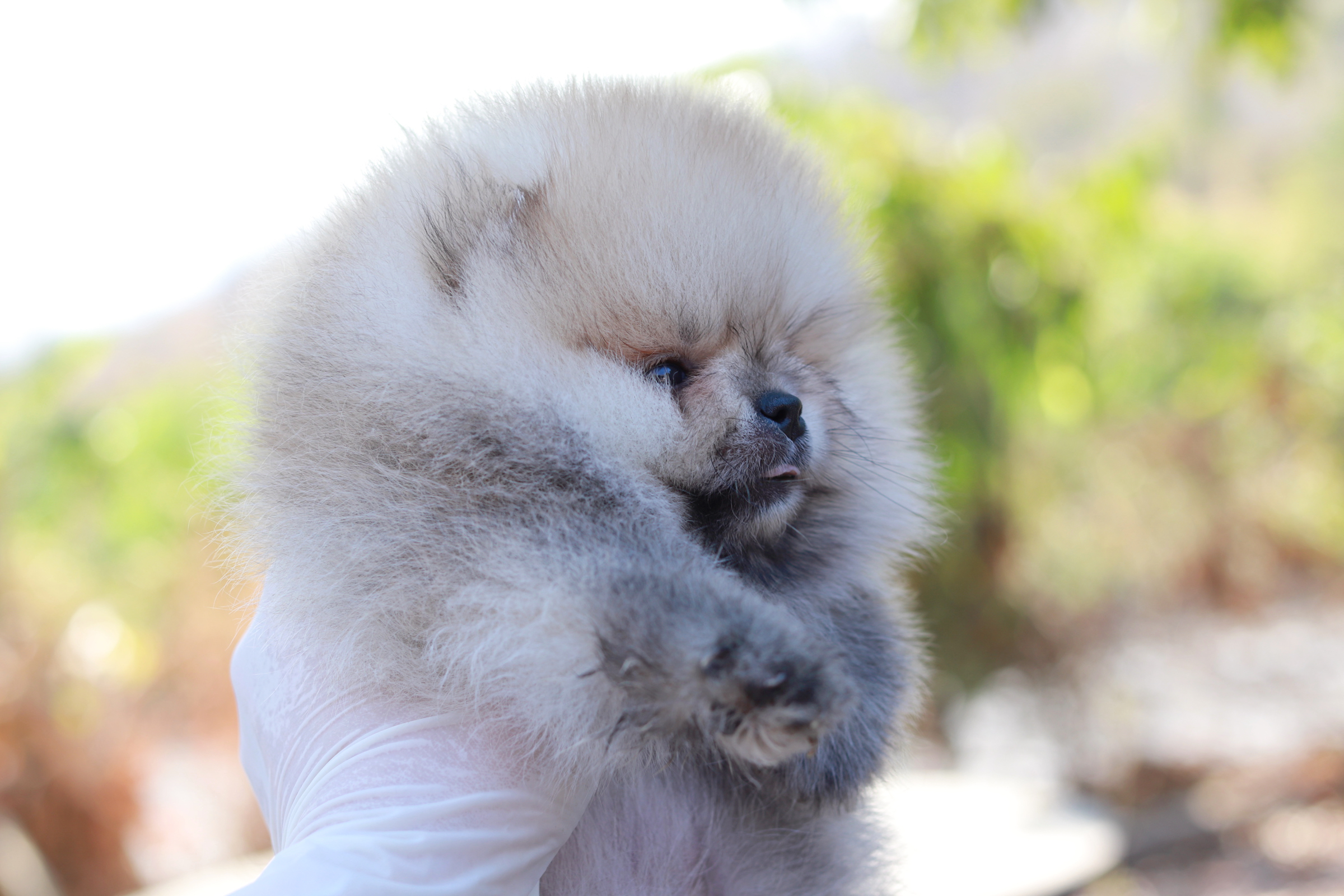 ปอมเมอเรเนียน เพศผู้