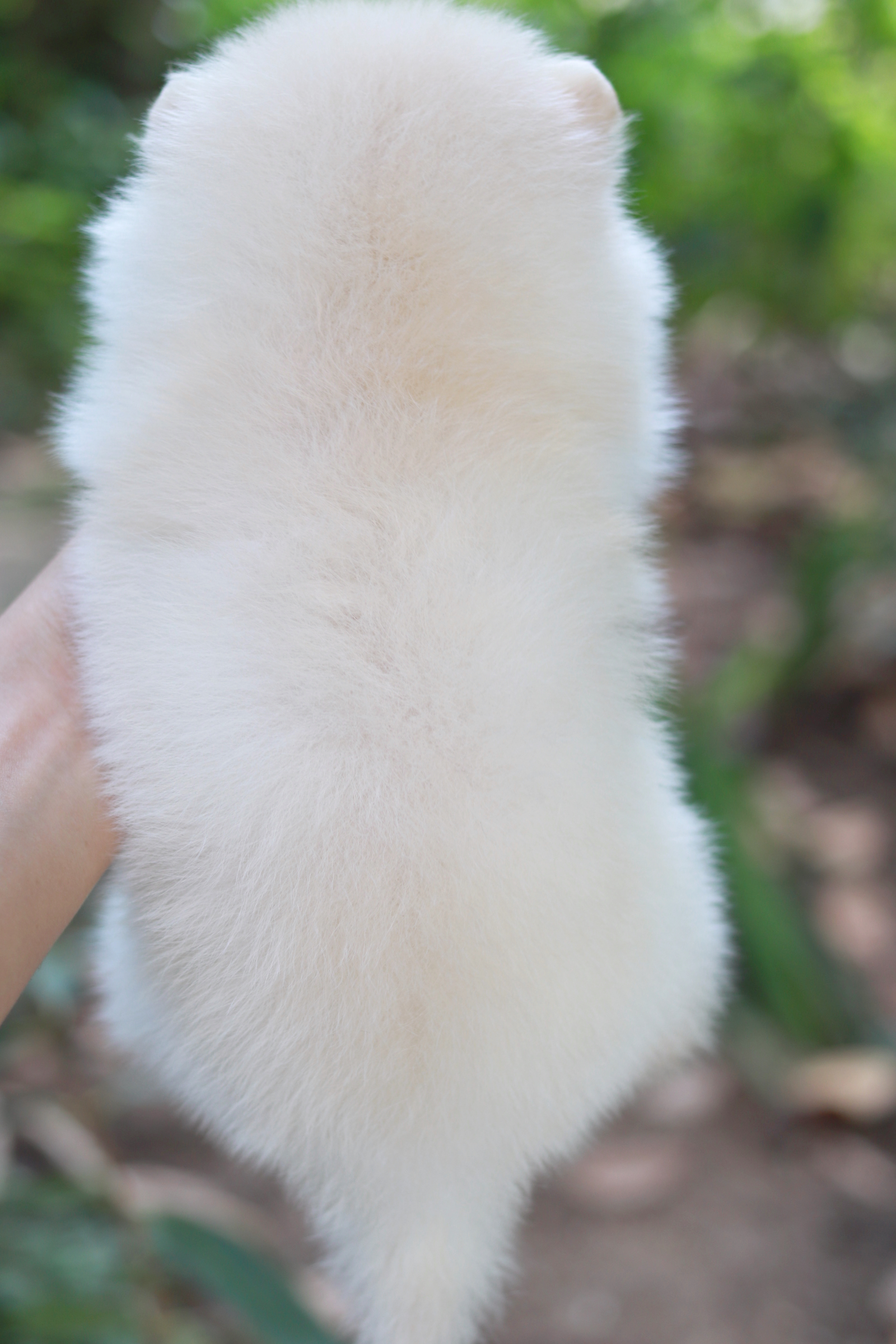 ปอมเมอเรเนียน เพศผู้ ขาวครีม