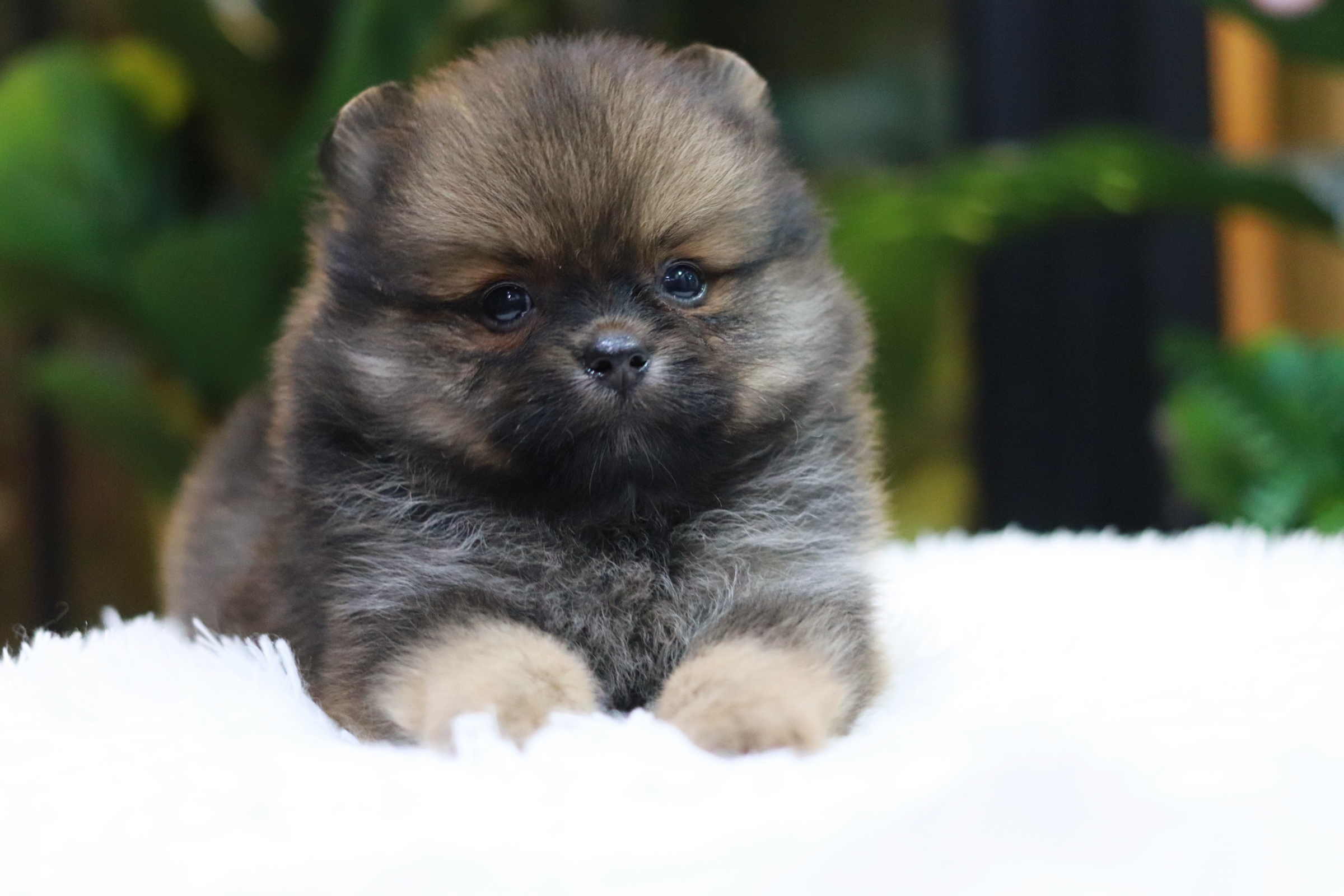 ปอมเมอเรเนียน เพศผู้