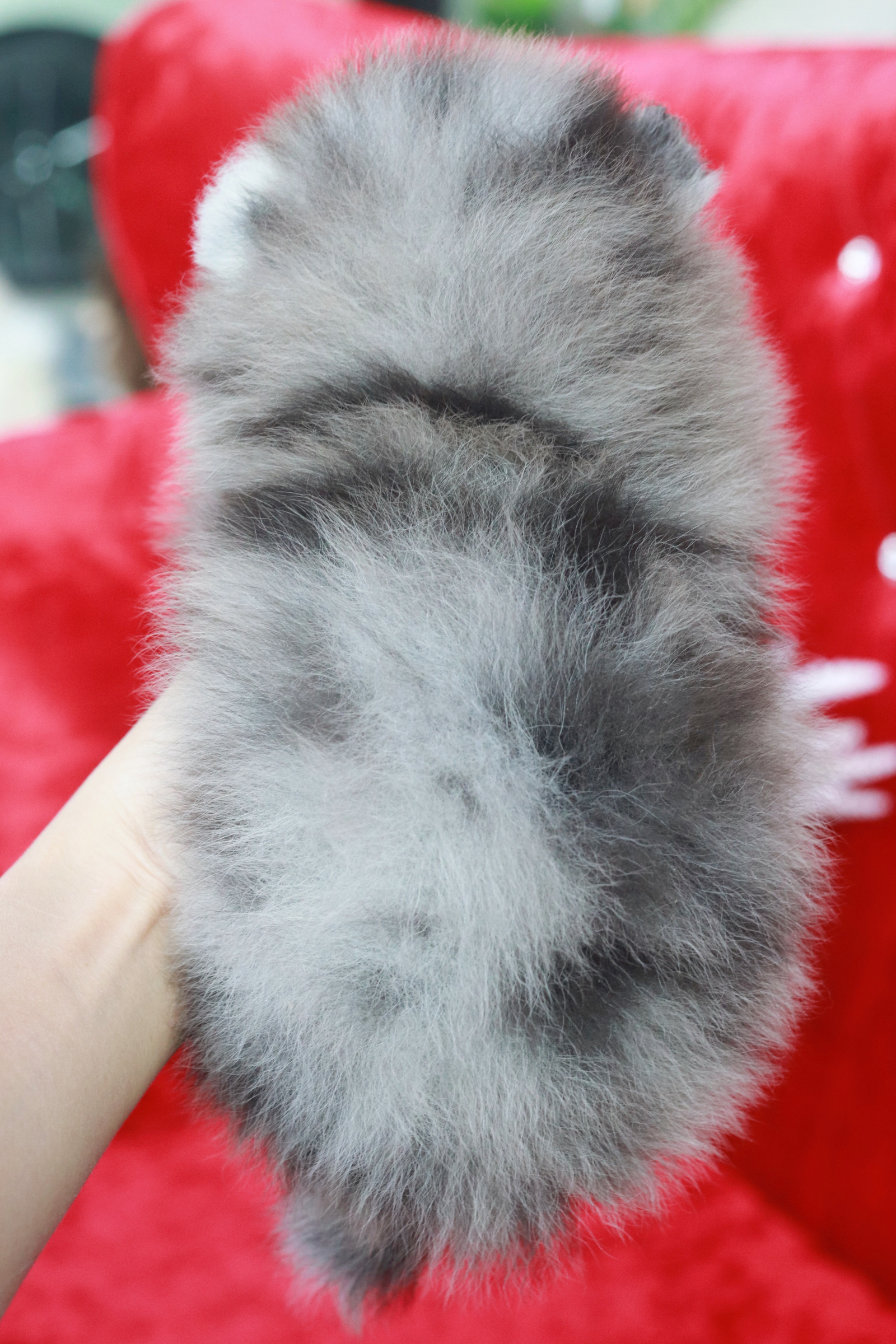 ปอมเมอเรเนียน เพศเมีย เมอร์เร่