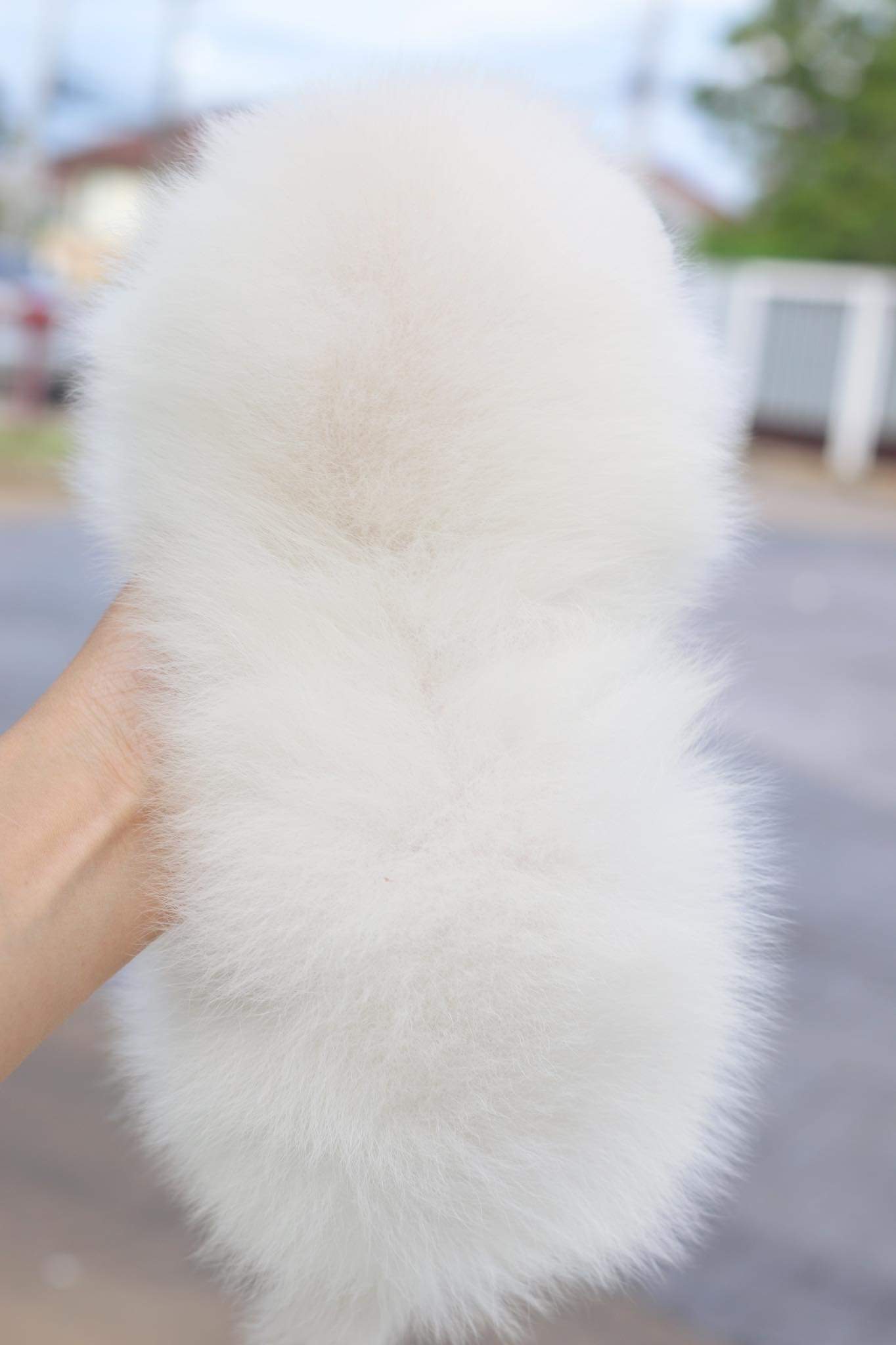 ปอมเมอเรเนียน เพศเมีย สีขาวครีม เกรดโชว์