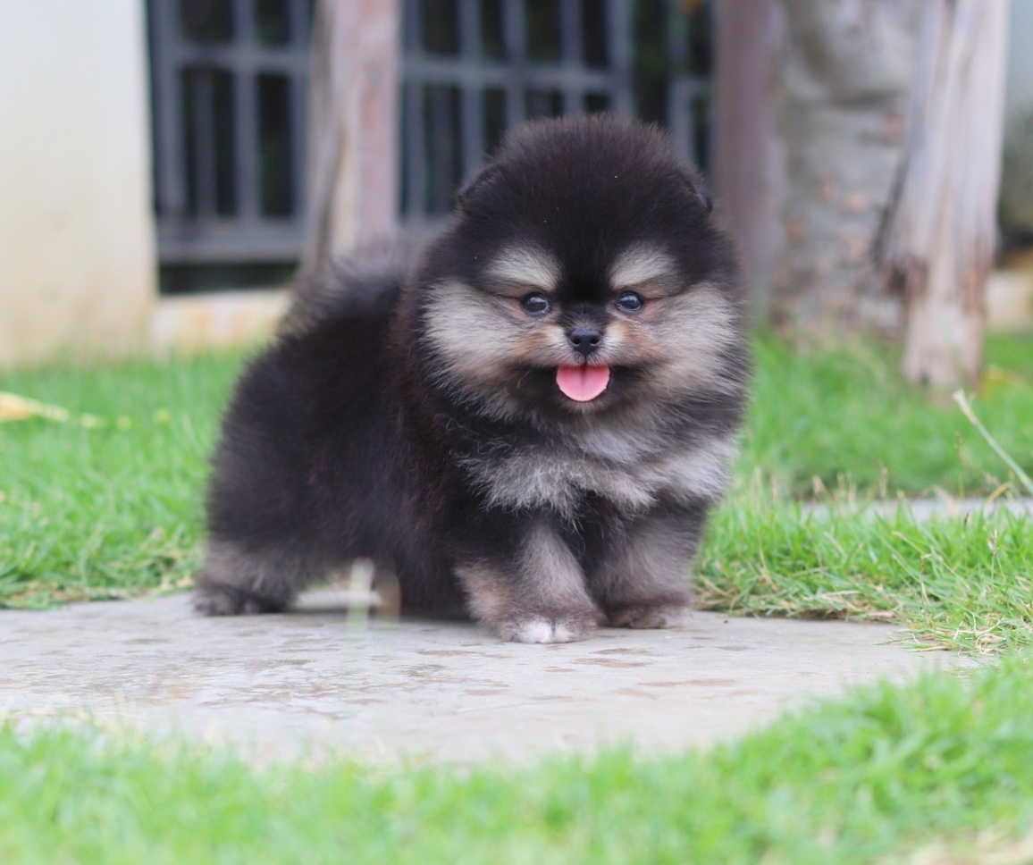 ปอมเมอเรเนียน เพศเมียสีแบล็คแทนเกรดโชว์