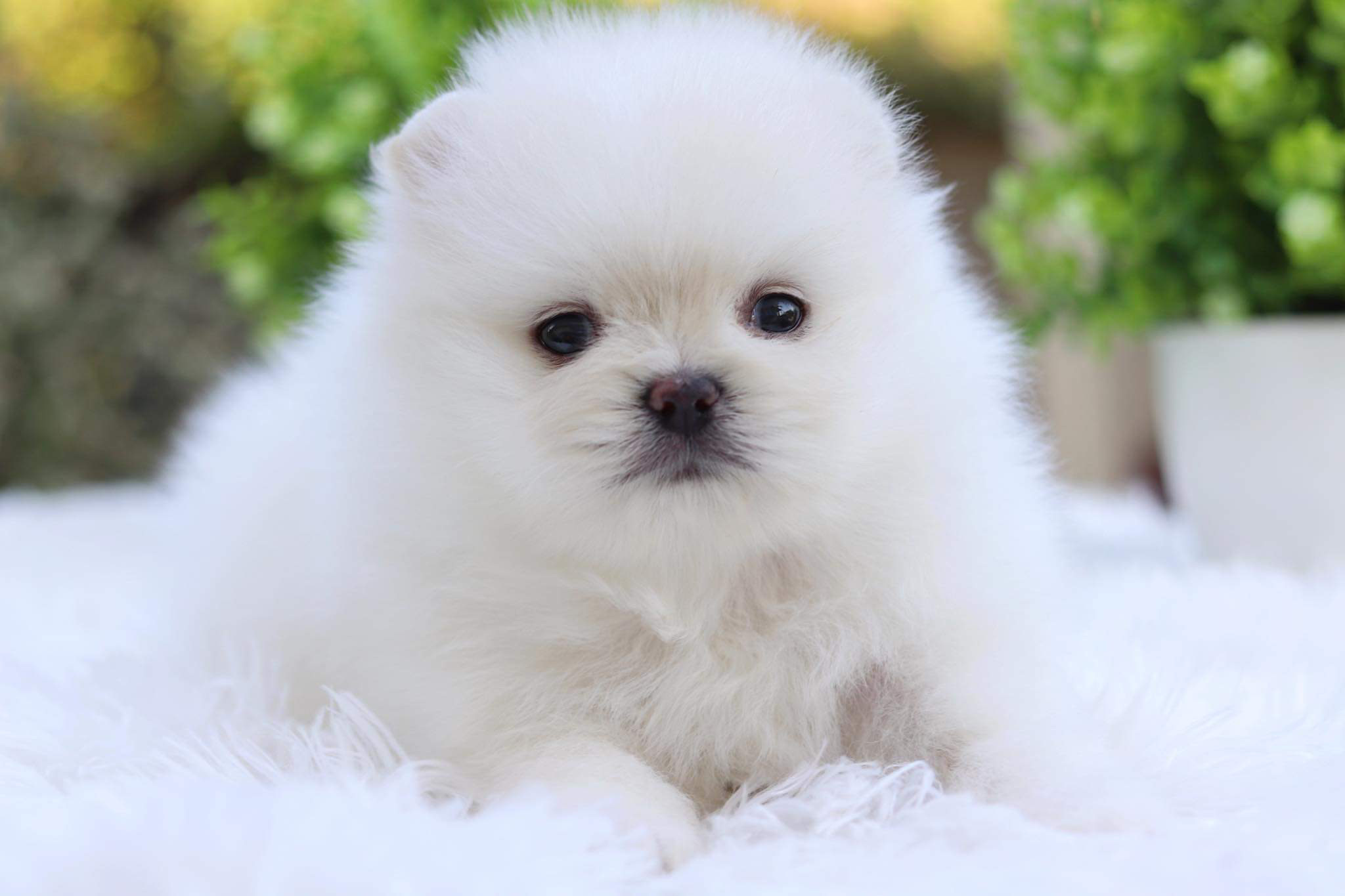 ปอมเมอเรเนียน เพศผู้