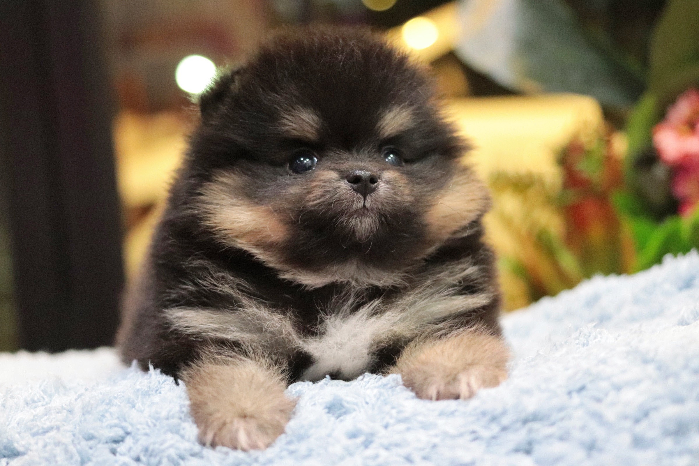 ปอมเมอเรเนียน เพศผู้แบล็คแทน