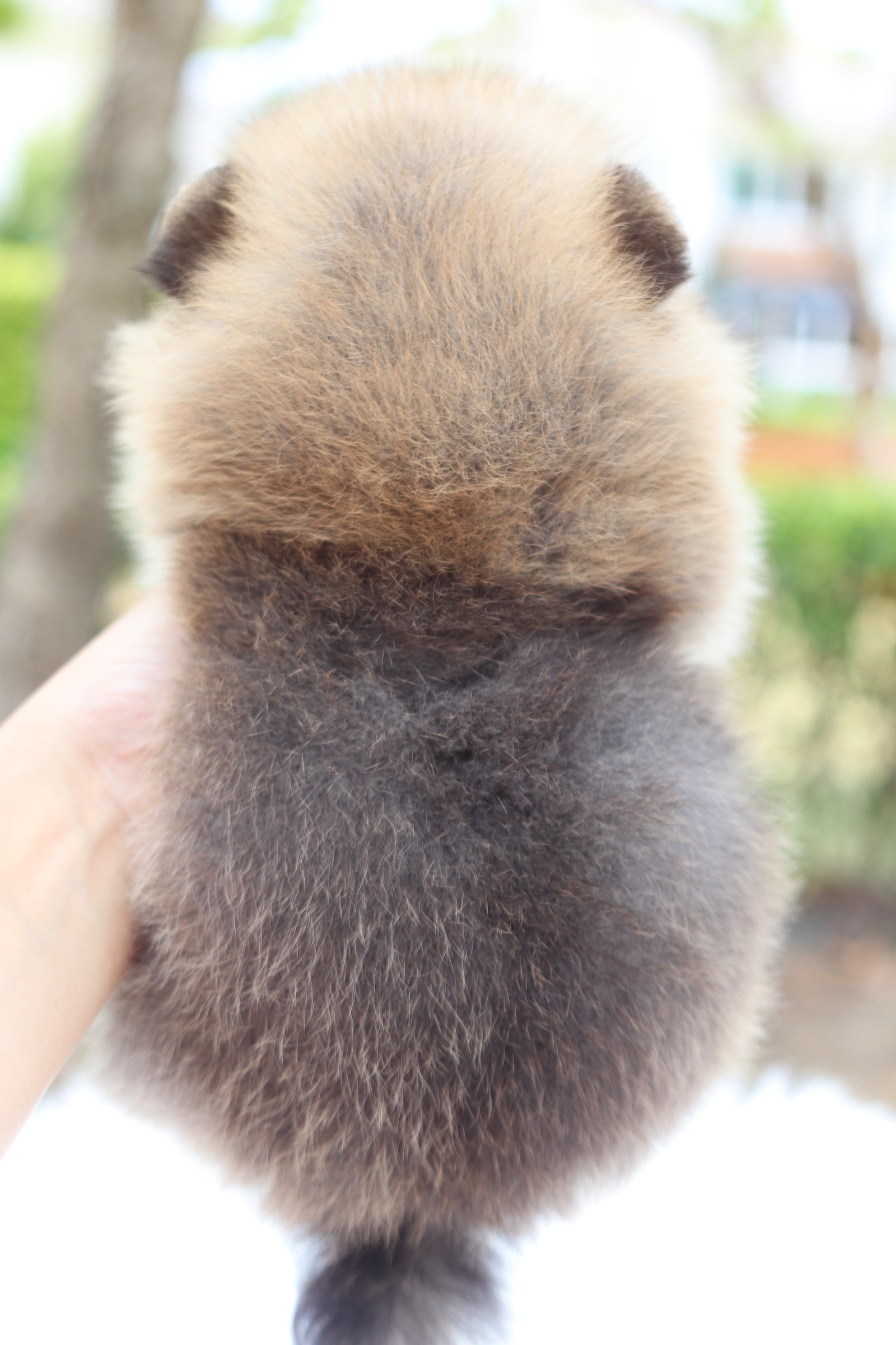 ปอมเมอเรเนียน เพศเมียสีส้ม