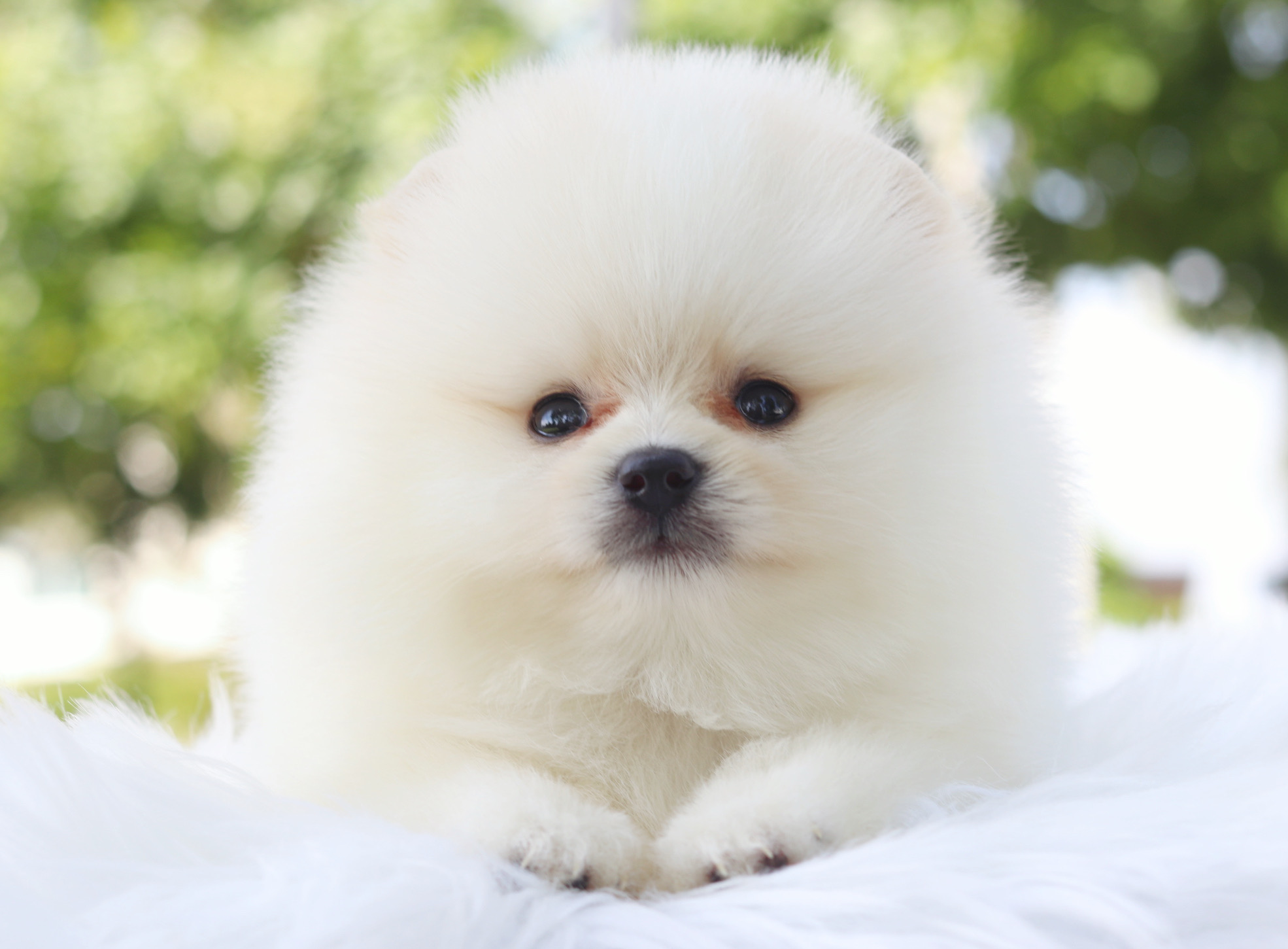 ปอมเมอเรเนียน เพศผู้สีขาวครีม