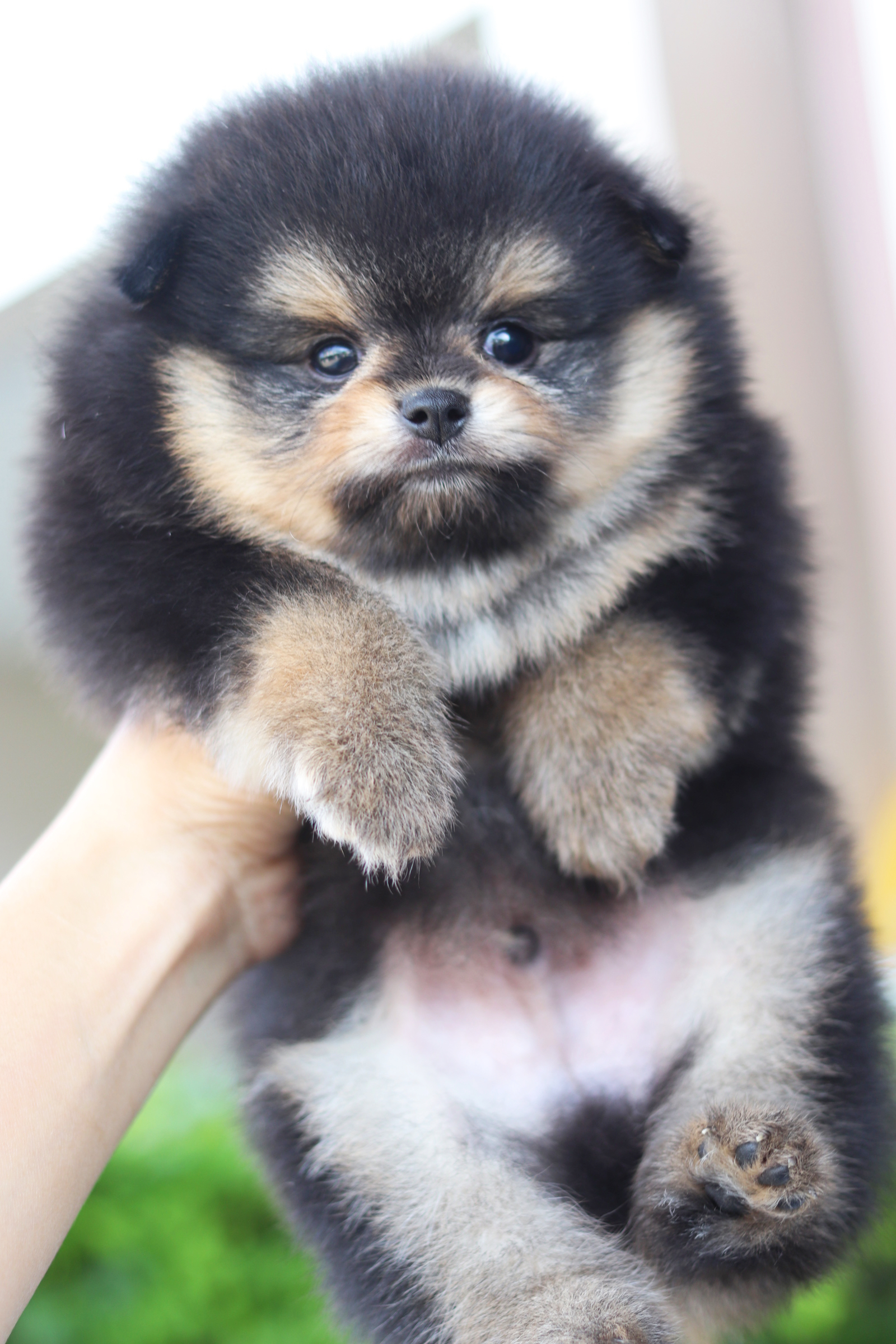 ปอมเมอเรเนียน เพศผู้สีแบล็คแทน