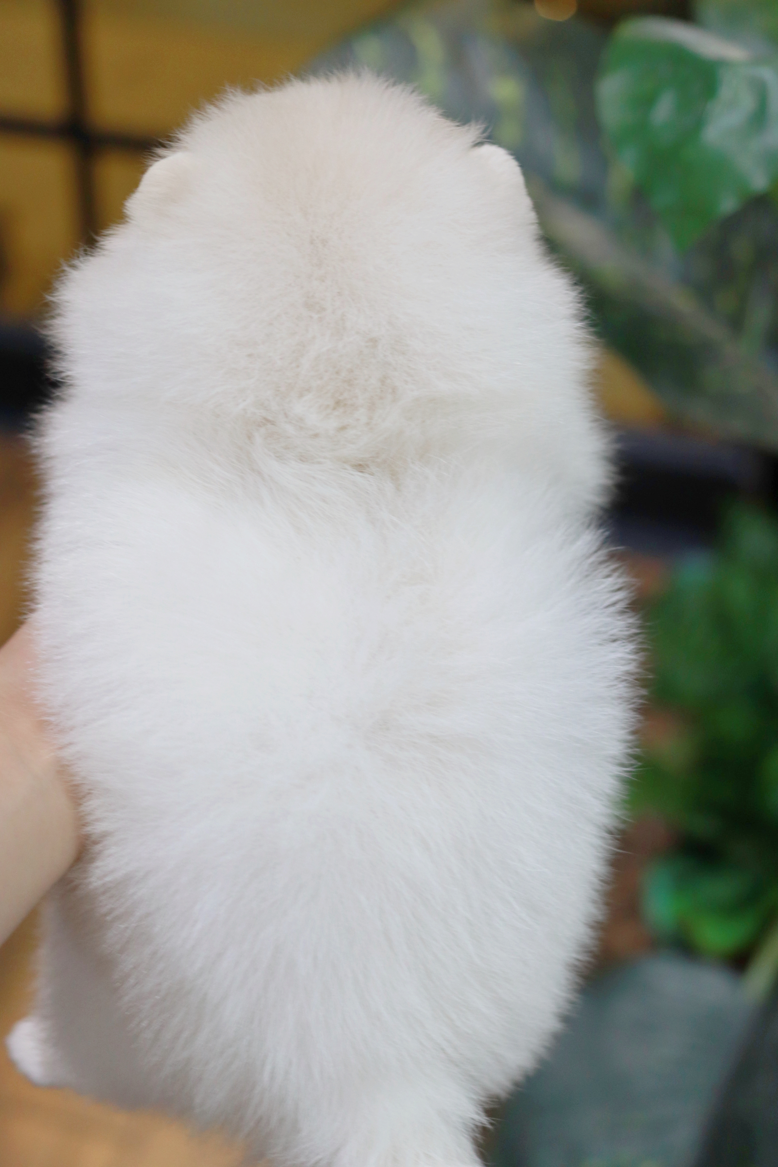 ปอมเมอเรเนียน เพศเมีย