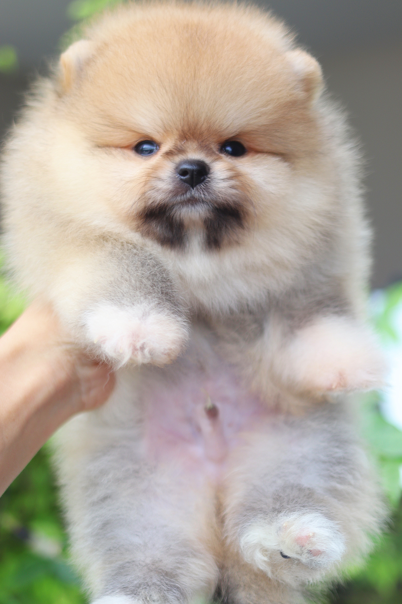 ปอมเมอเรเนียน เพศผู้สีส้ม เกรดโชว์