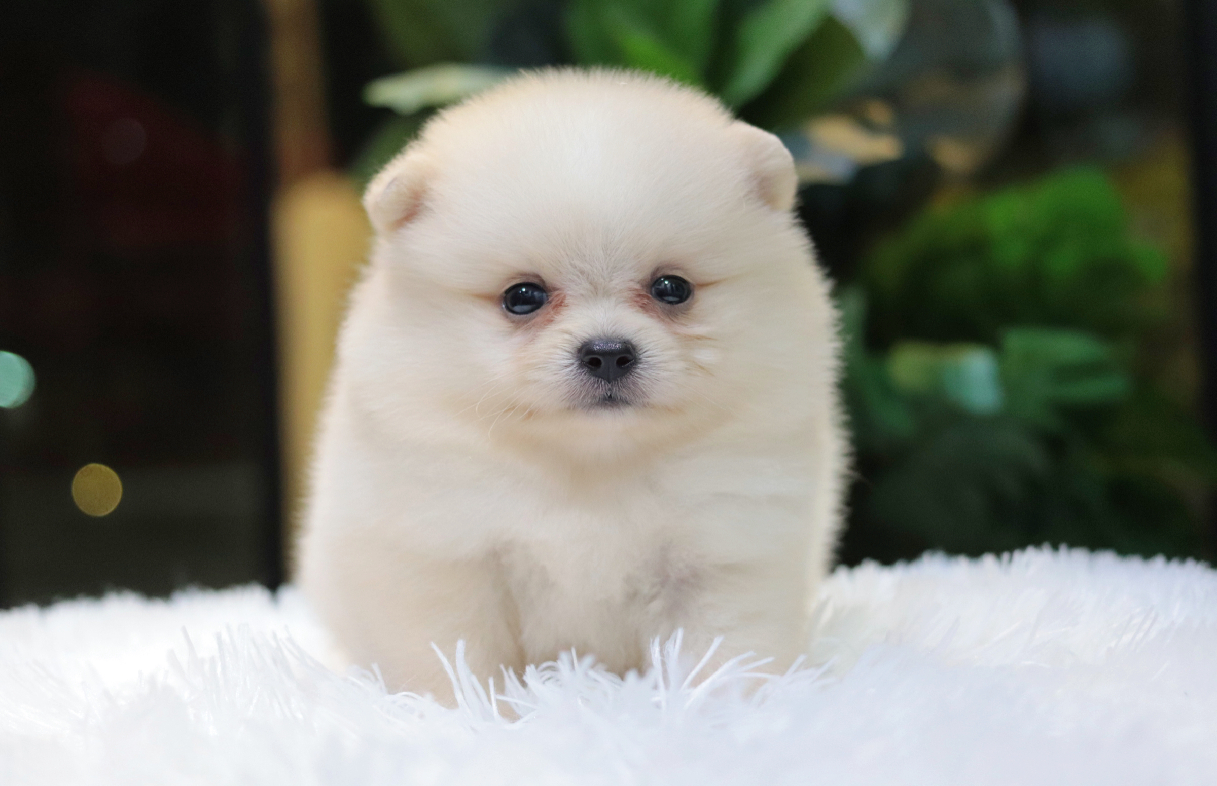 ปอมเมอเรเนียน เพศเมียสีขาวครีม