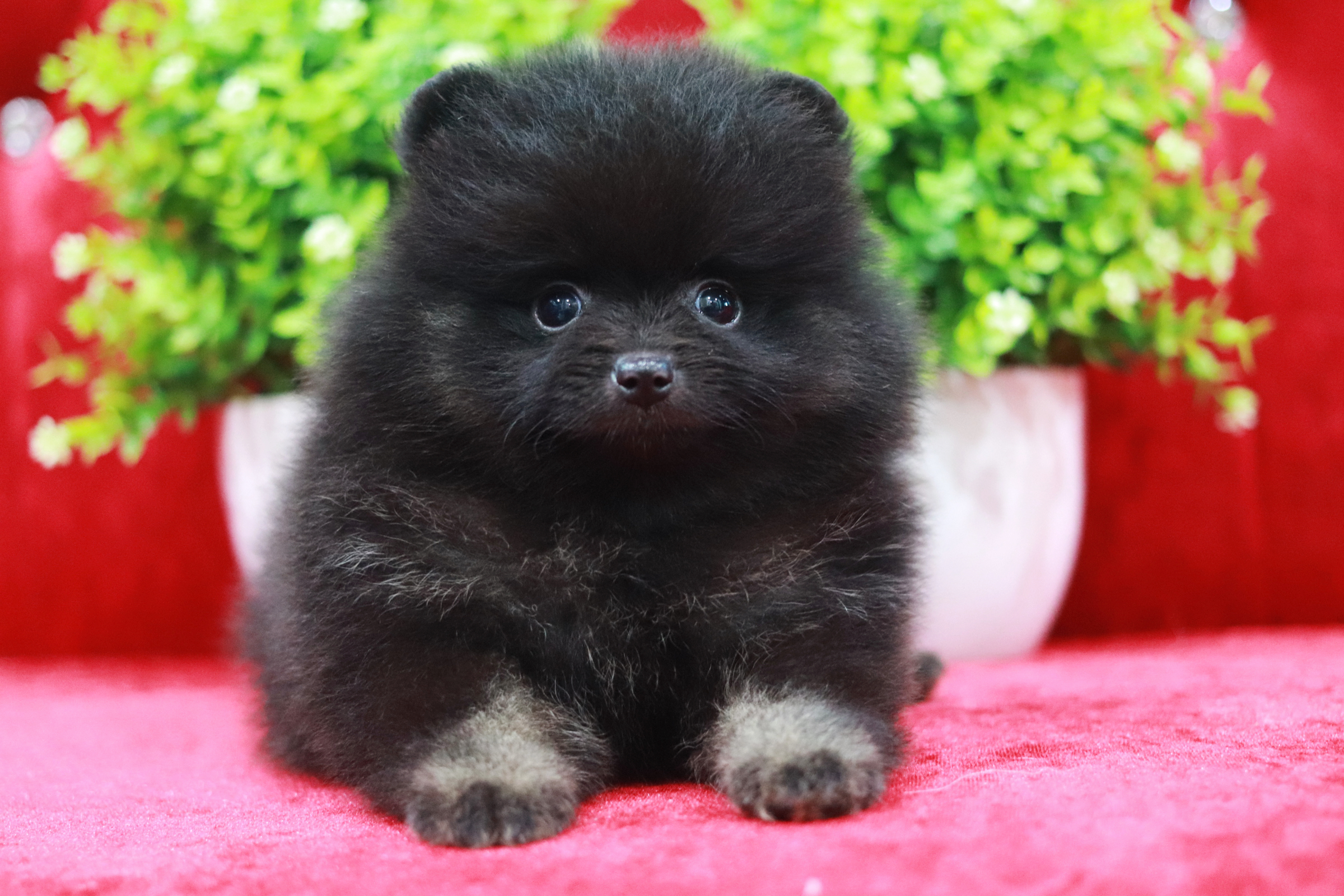 ปอมเมอเรเนียน เพศผู้ สีดำ หน้าฟ็อก