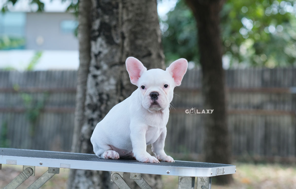เด็กหญิงออร่า สีขาวล้วน อารมณ์ดี นิสัยน่ารัก หน้าใหญ่ ริงเกิลสวย ดีกรีลูกไทยแลนด์แชมป์ ทำวัคซีนถ่ายพยาธิเรียบร้อย สนใจติดต่อได้เลยค่ะ