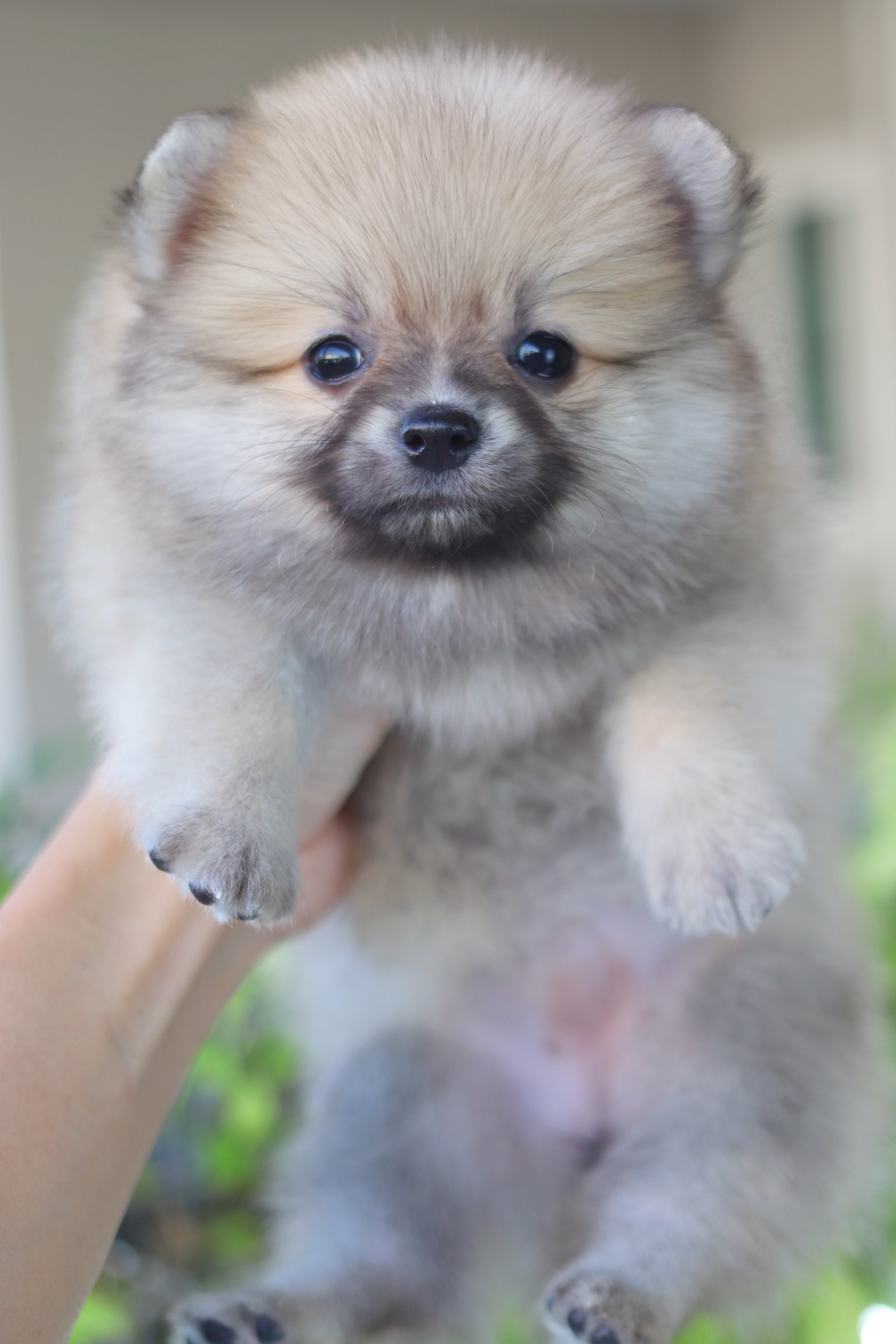 ปอมเมอเรเนียน เพศเมียสีส้ม