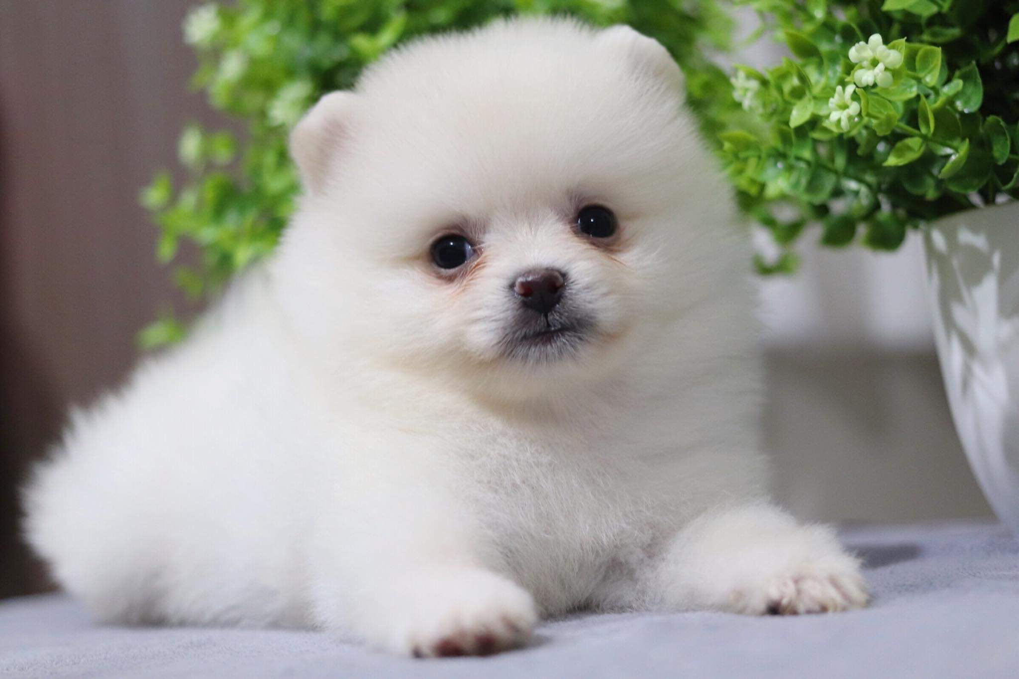 ปอมเมอเรเนียน เพศเมีย