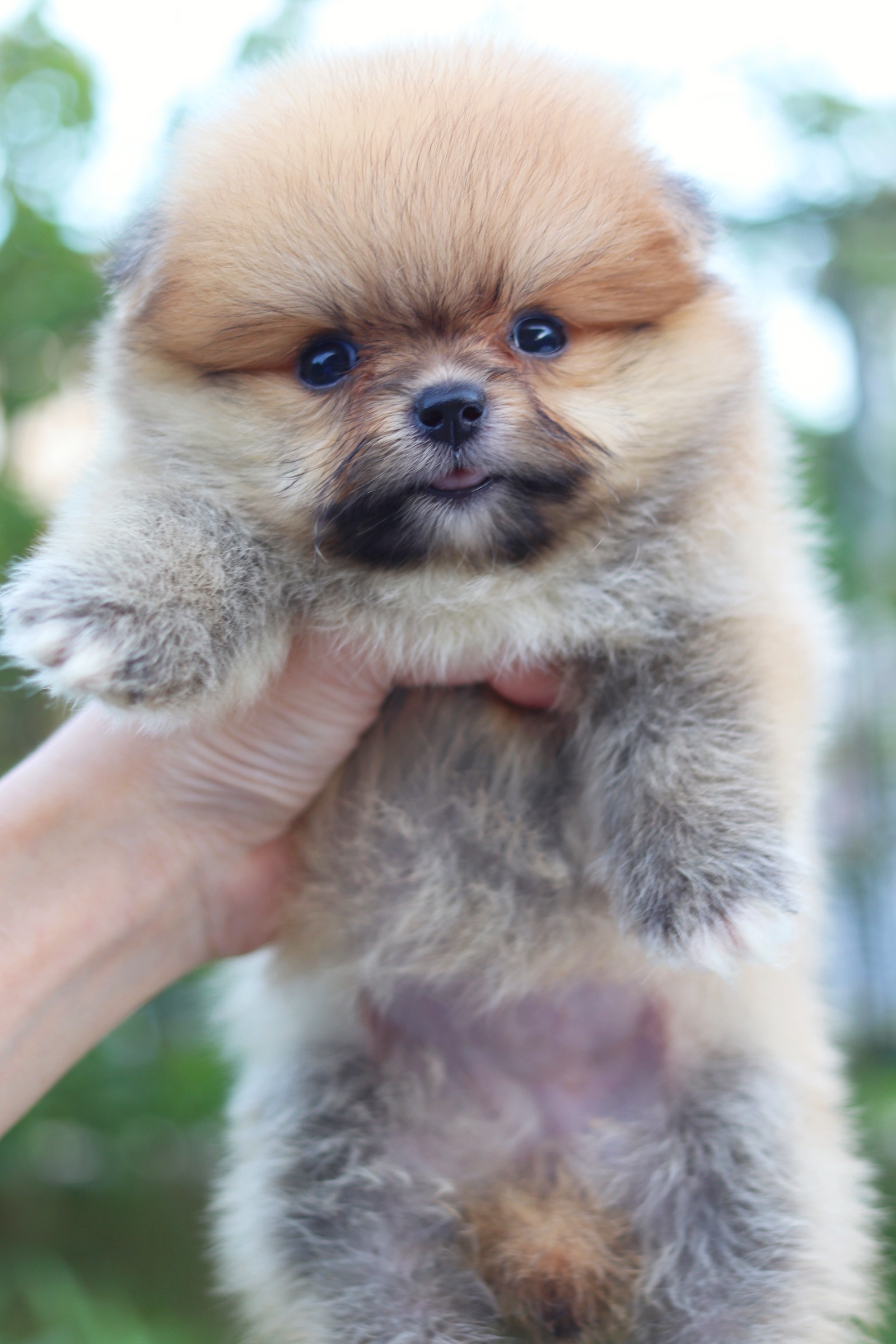 ปอมเมอเรเนียน เพศเมียสีส้ม