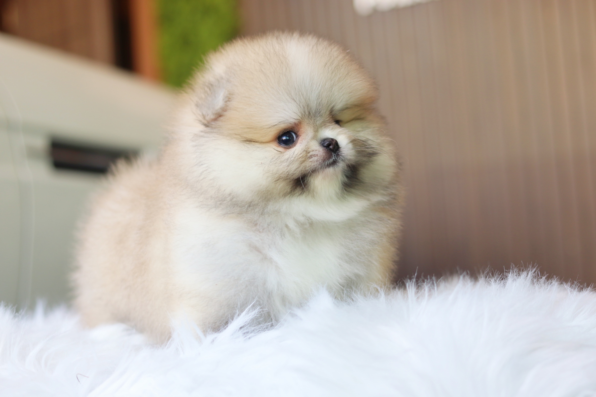 ปอมเมอเรเนียน เพศเมียสีส้ม เกรดโชว์