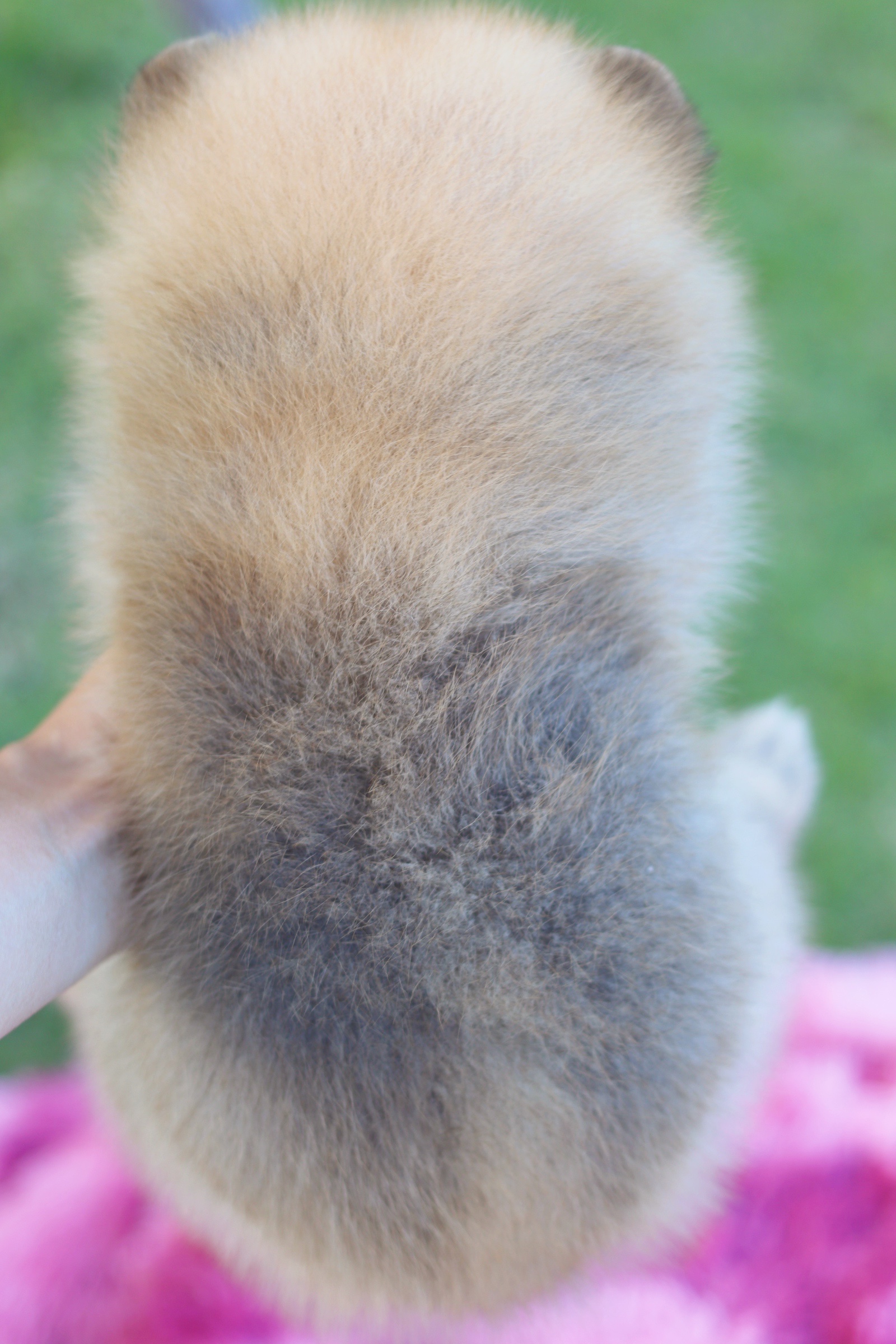 ปอมเมอเรเนียน เพศผู้ สีส้ม