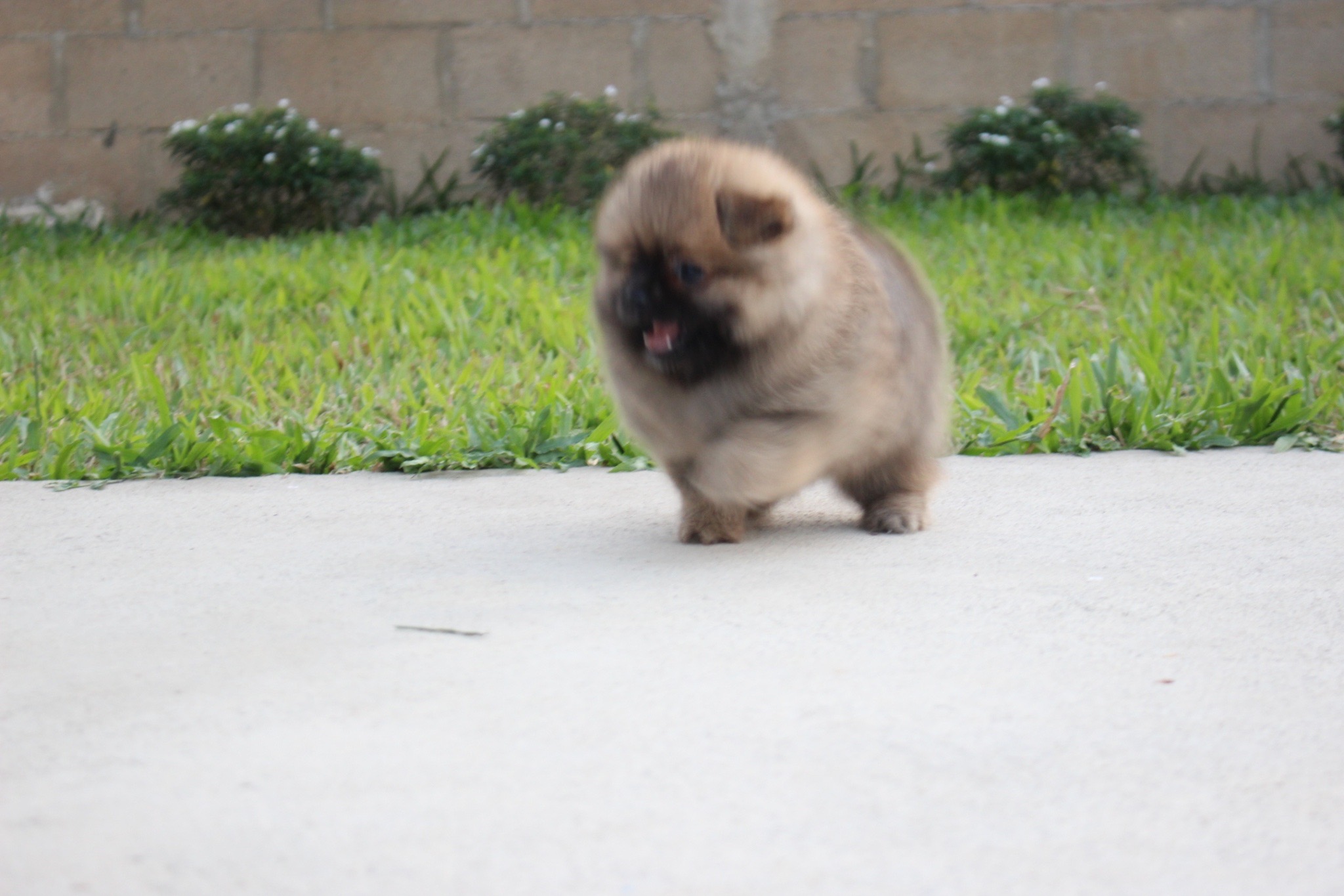 ปอมเมอเรเนียน เพศผู้ สีส้ม ขนแน่น