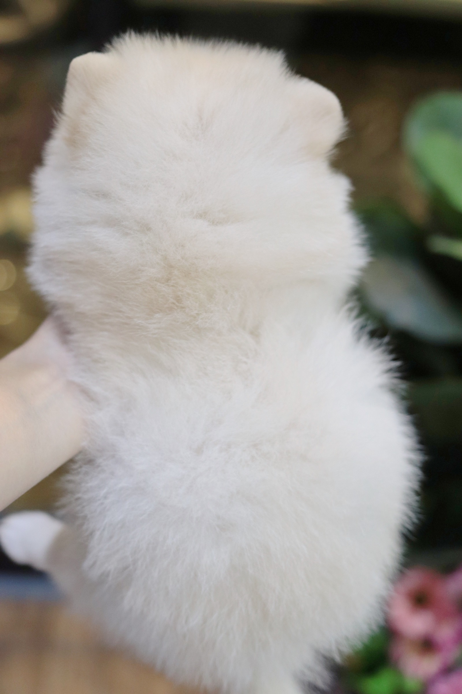 ปอมเมอเรเนียน เพศเมียสีขาวครีม