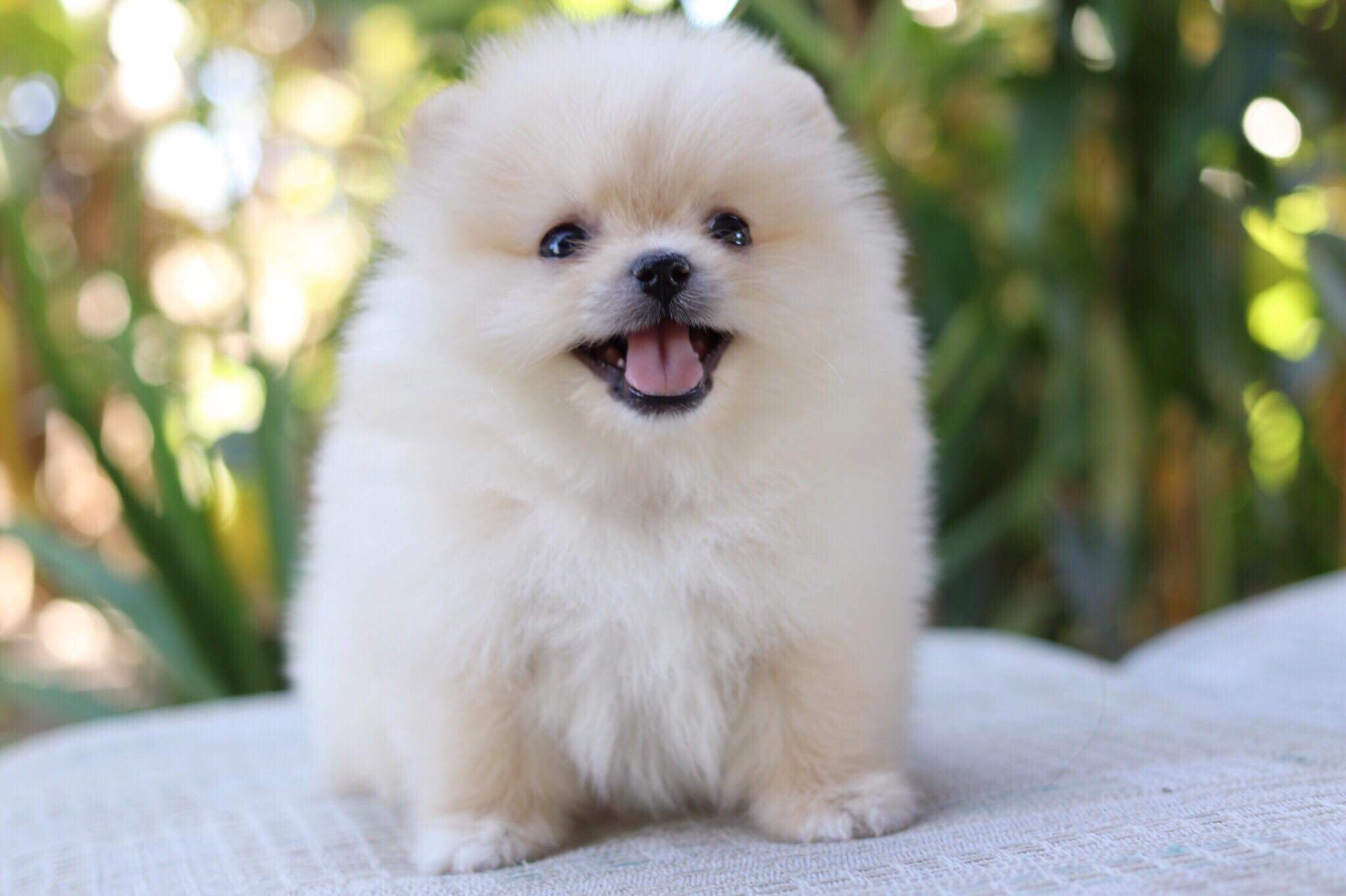 ปอมเมอเรเนียน เพศผู้