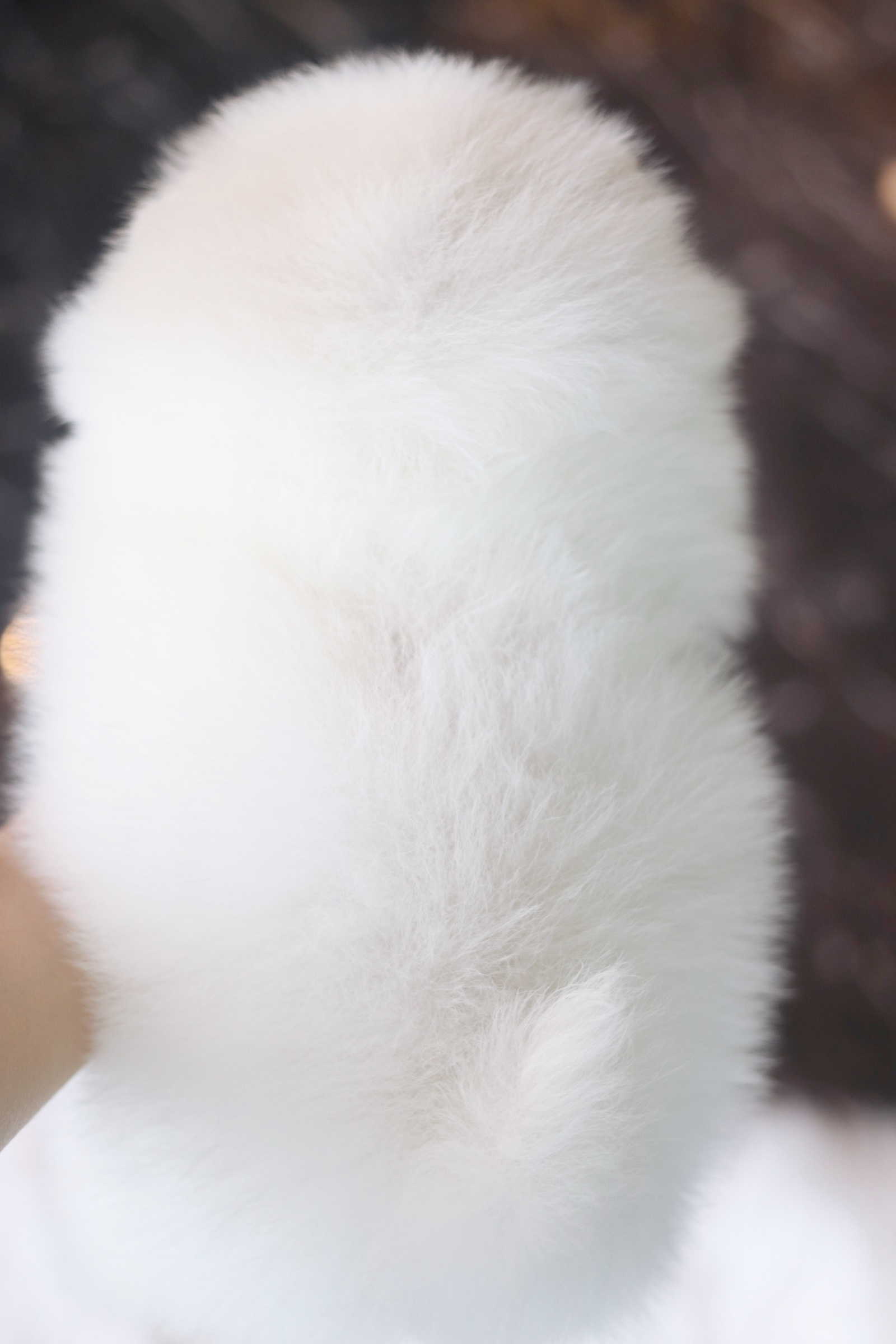 ปอมเมอเรเนียน เพศเมีย สีขาวครีม