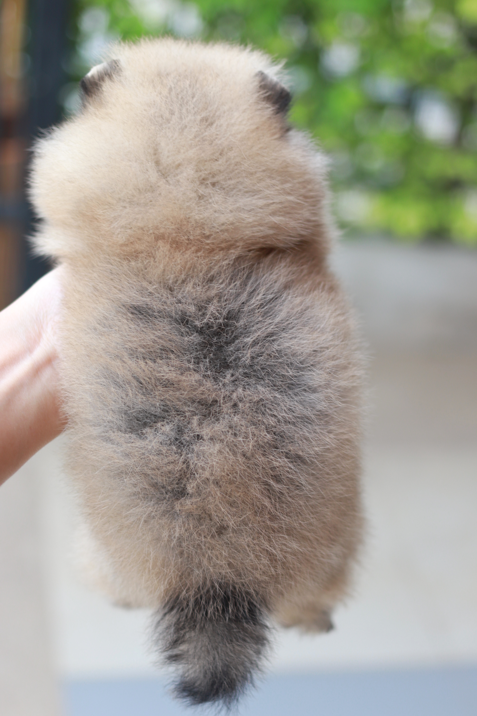 ปอมเมอเรเนียน เพศเมีย สีส้ม