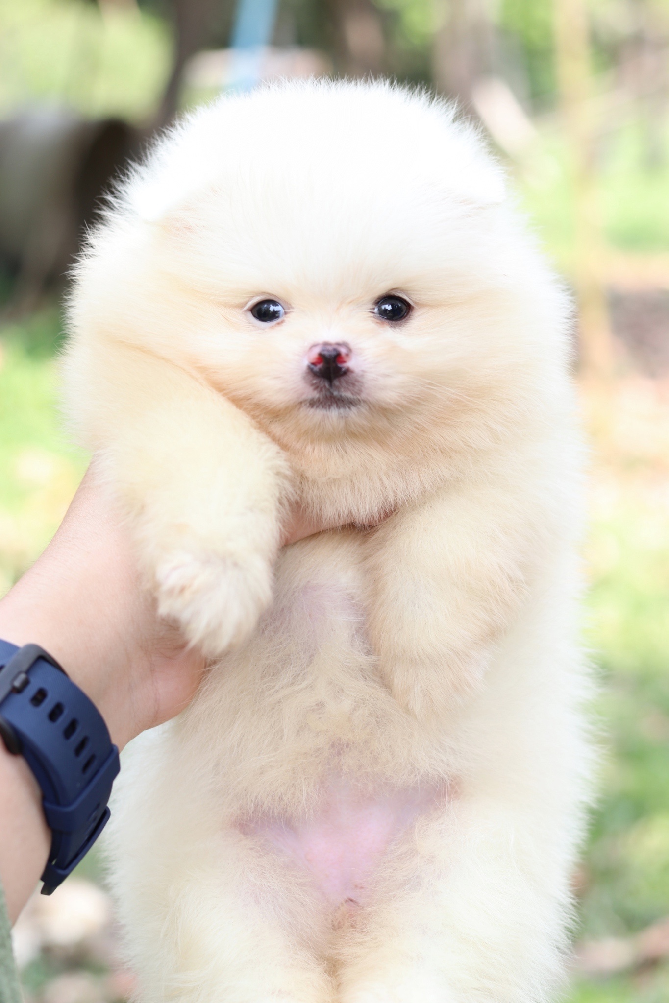 ปอมเมอเรเนียน เพศเมียขาวครีม