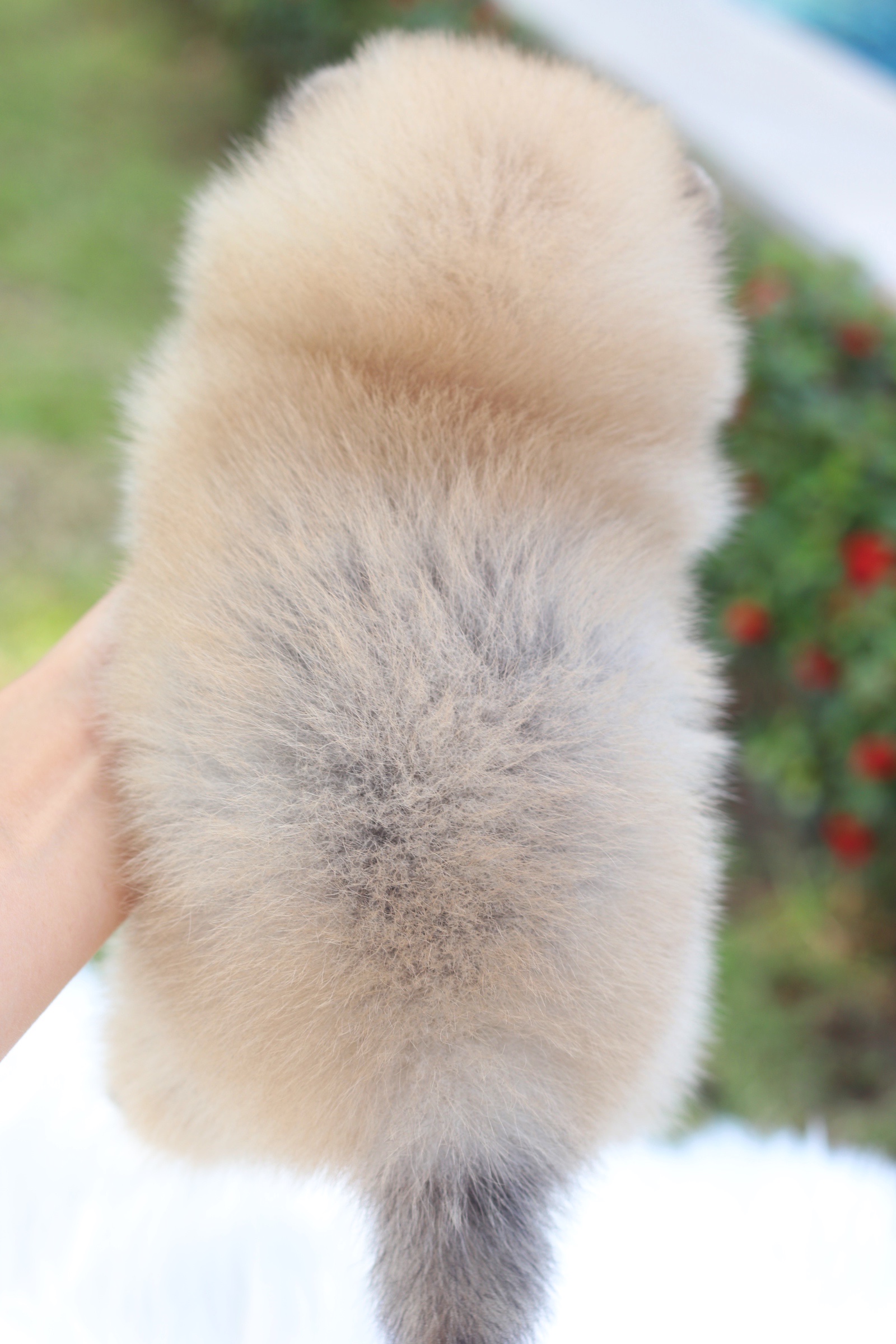 ปอมเมอเรเนียน เพศเมีย สีส้ม