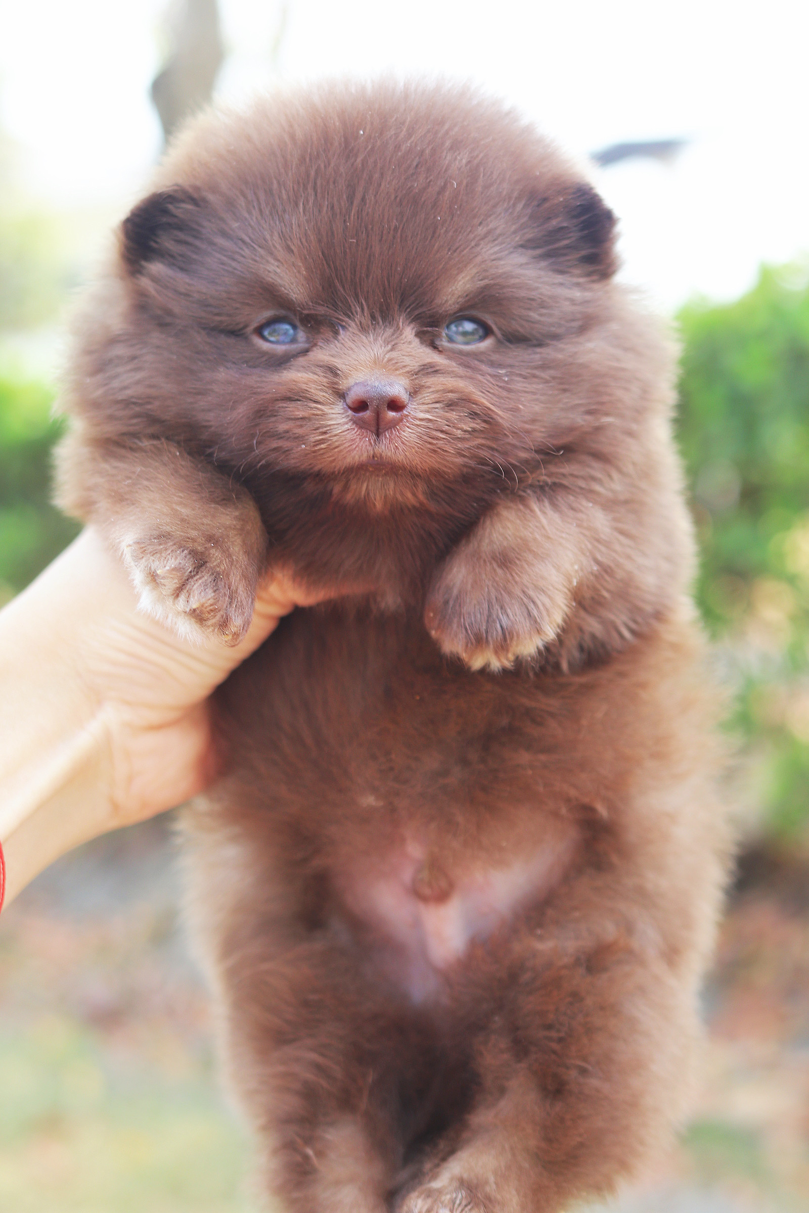 ปอมเมอเรเนียน เพศผู้สีช็อค