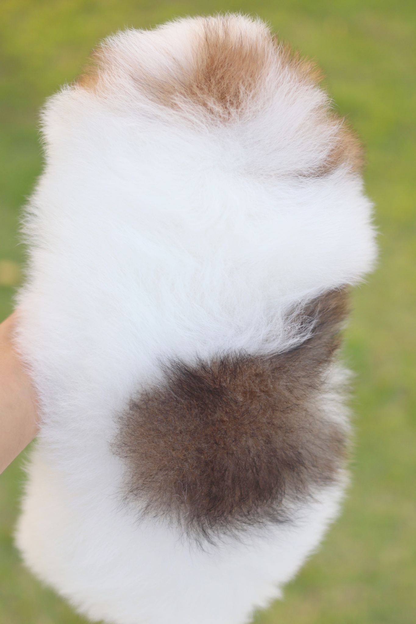 ปอมเมอเรเนียน เพศเมียสีแฟนซี